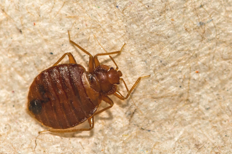 What Eats Bed Bugs? 9 Natural Predators Video Beezzly