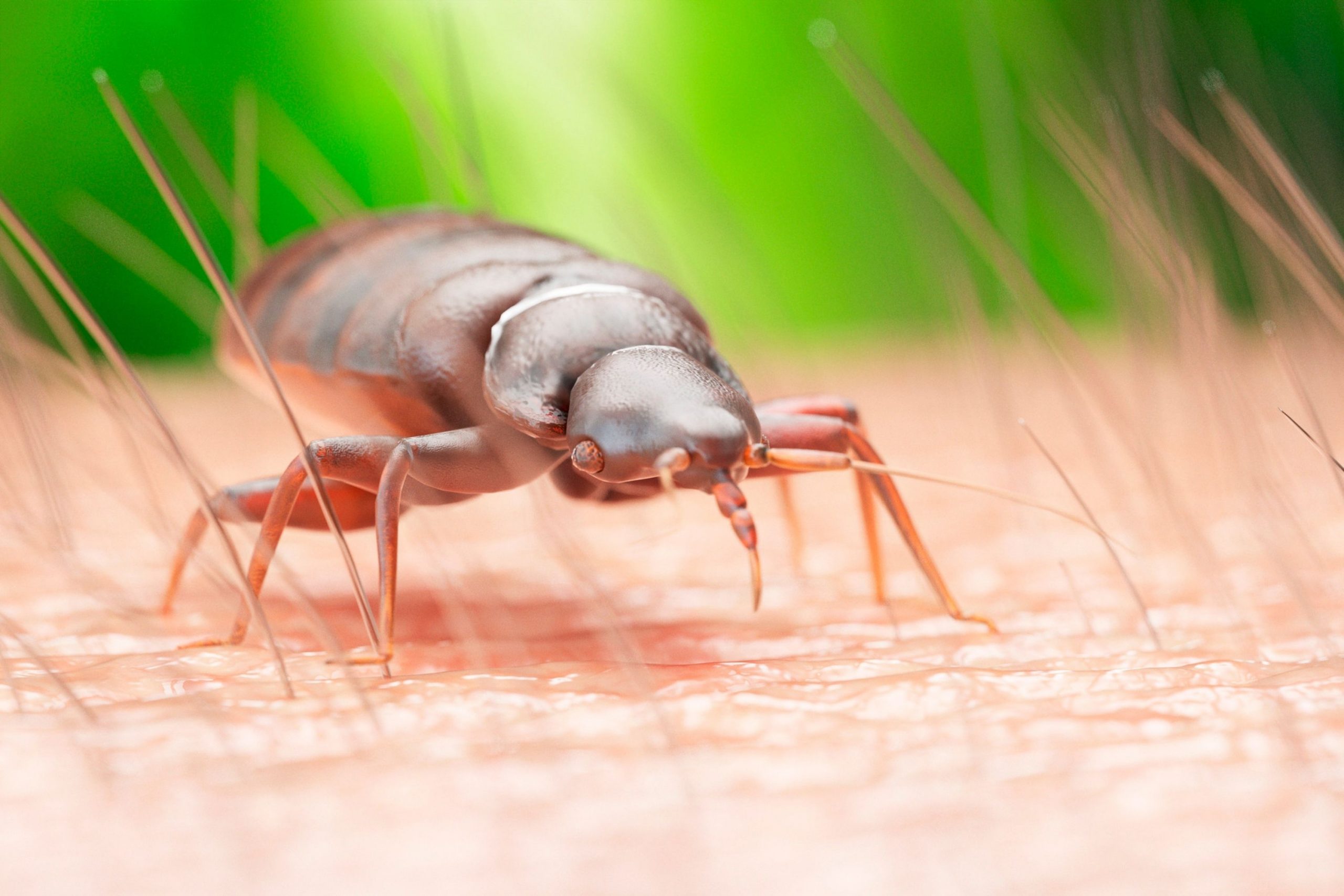 What to Do to Keep Bed bugs Away From Your Home