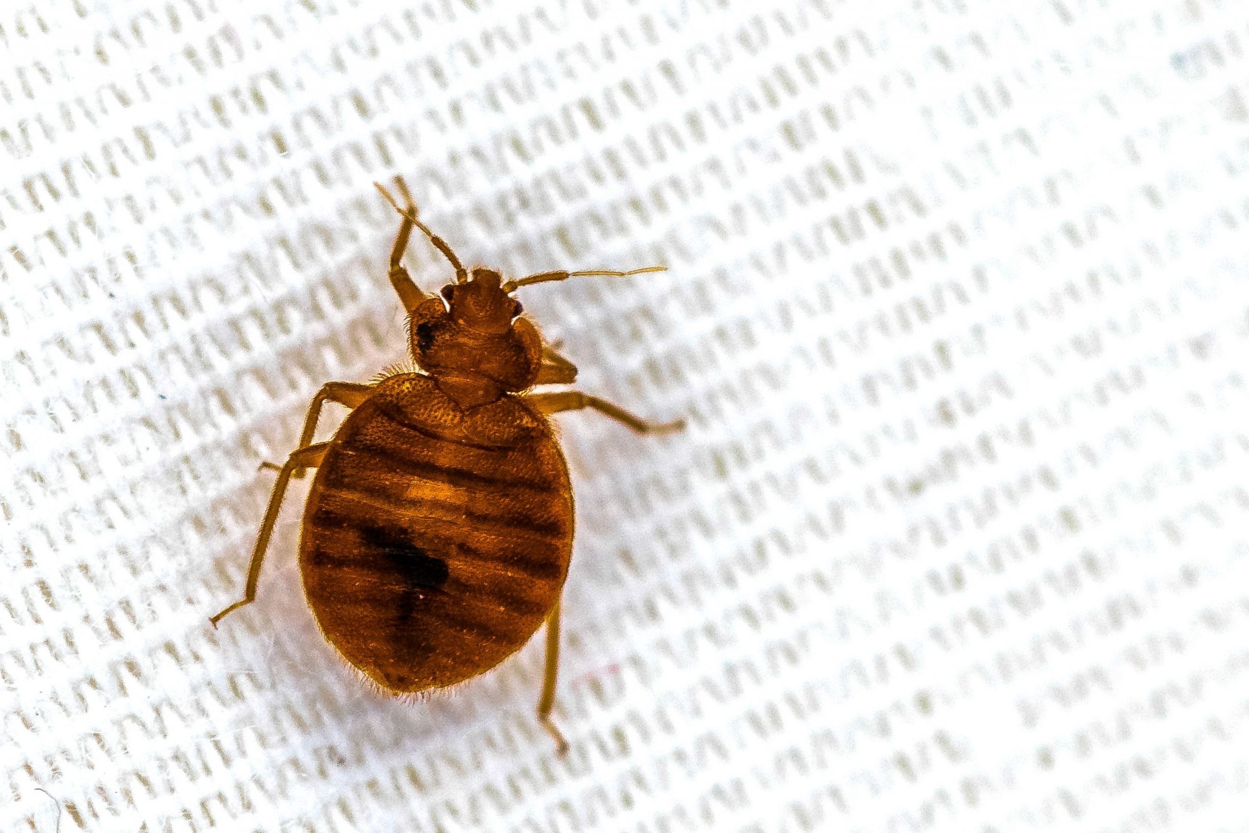 Where Do Bed Bugs Come From At All