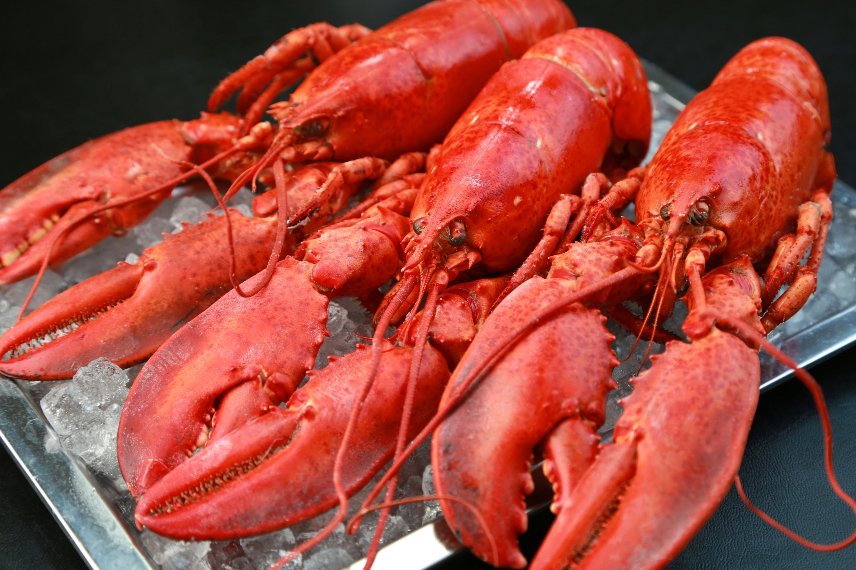 How to Store Lobster Meat to Keep It Fresh