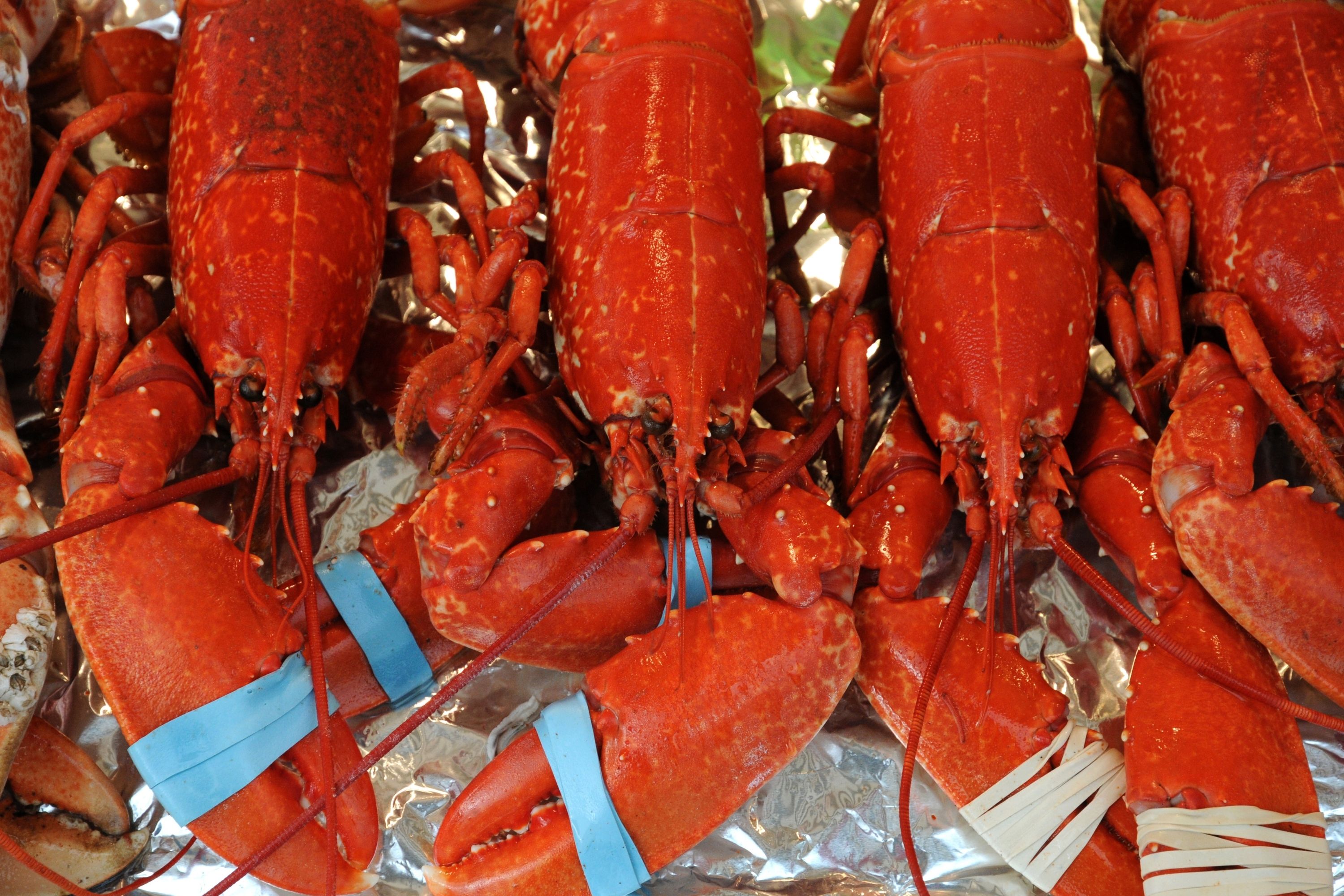 How to Tell If Frozen Lobster Is Bad
