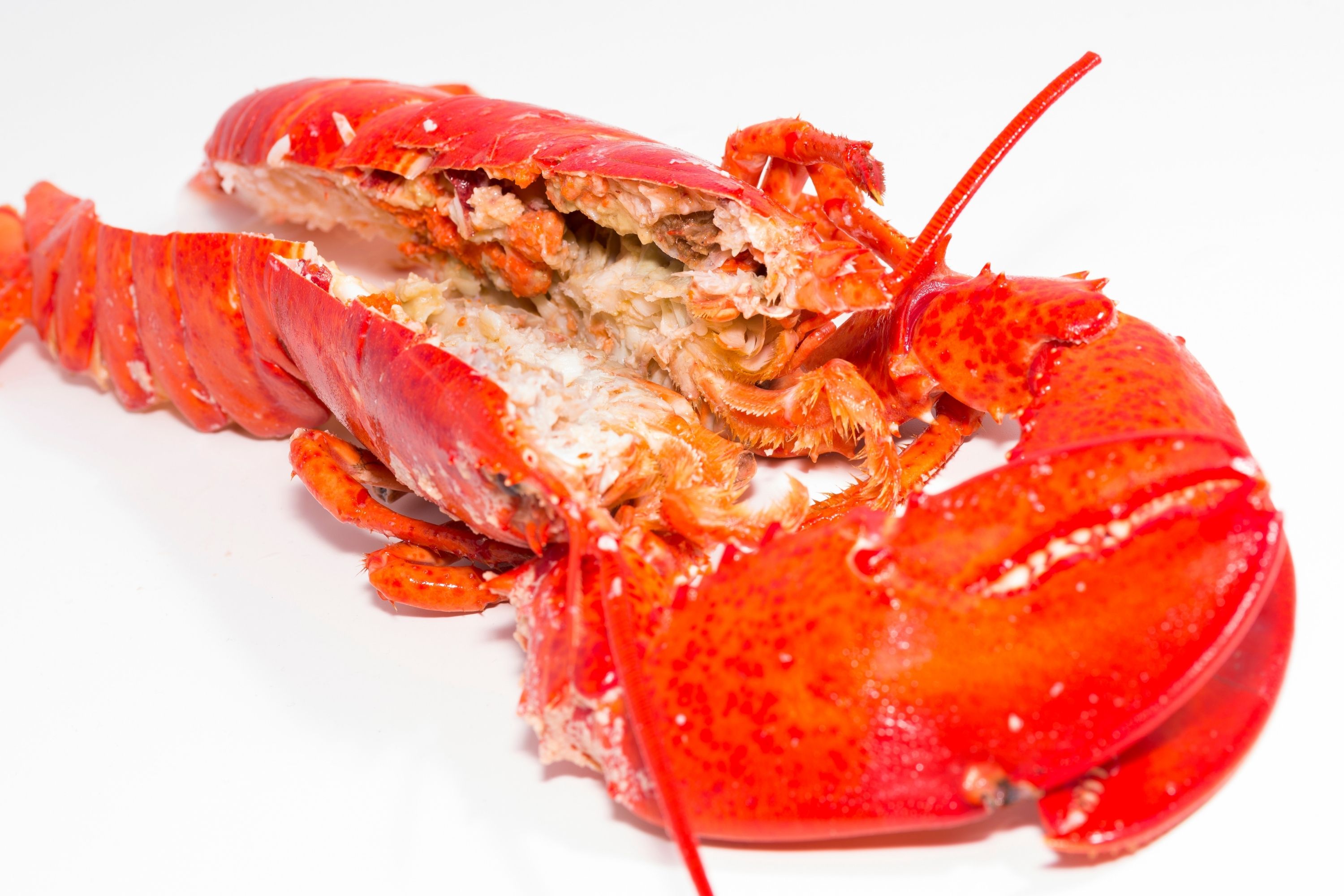 How to Tell If Raw Lobster Is Bad