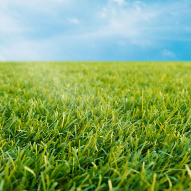How Long After Planting Grass Seed Can You Walk On It