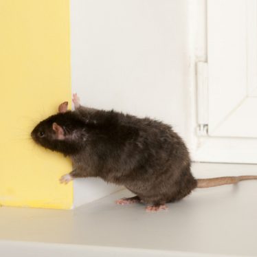 How to Get Rid Of Rodents Under Mobile Home