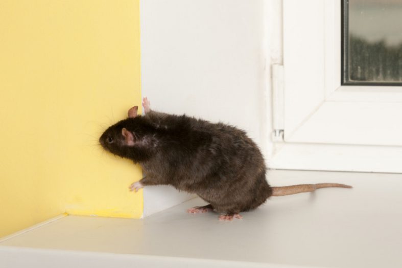 How to Get Rid Of Rodents Under Mobile Home