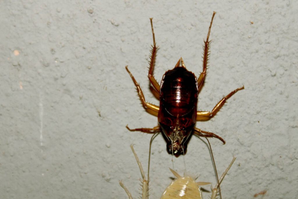 How to Get Rid Of Roaches In a Mobile Home? 8 Tips Beezzly