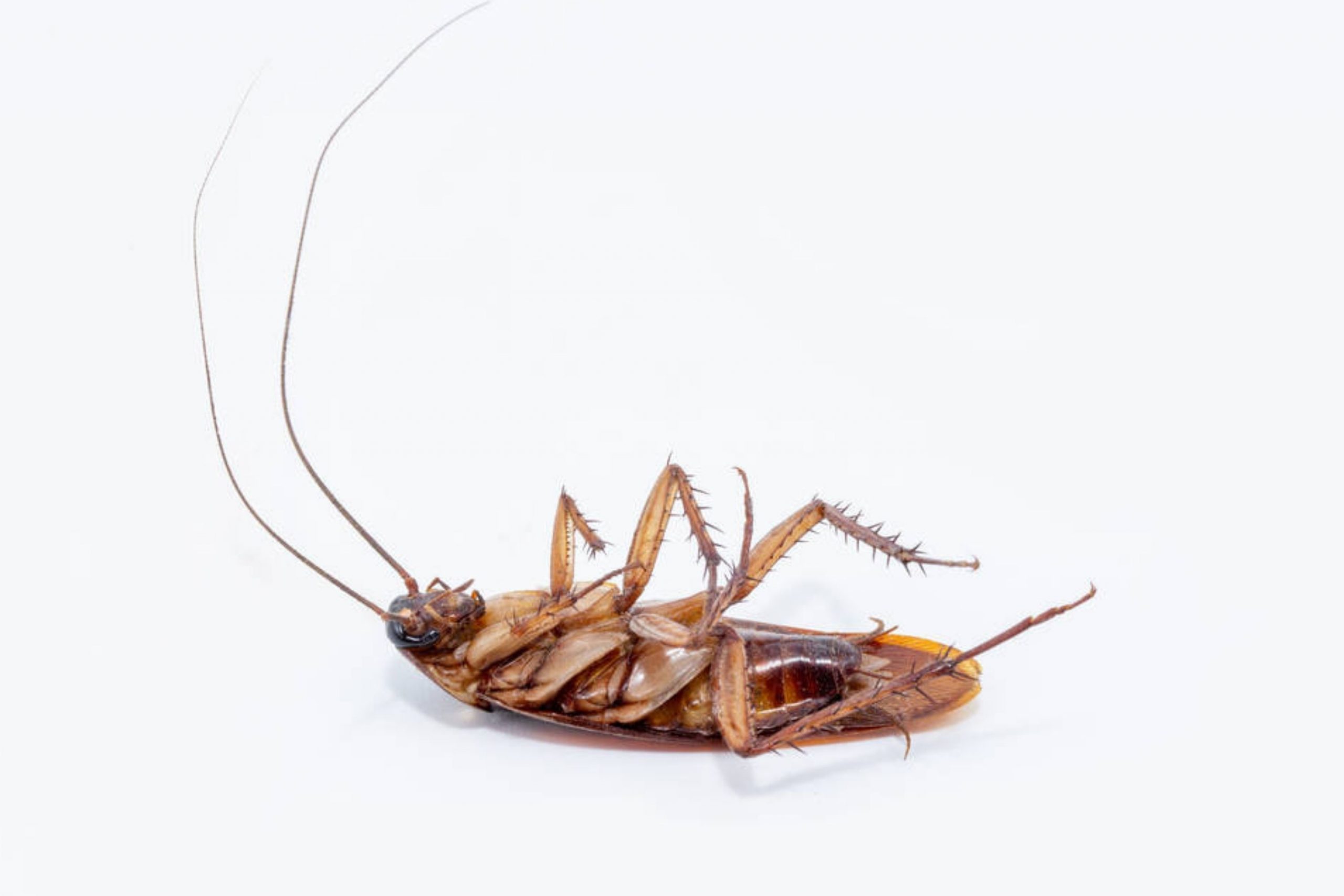 What Makes Roaches Appear In Your Mobile Home