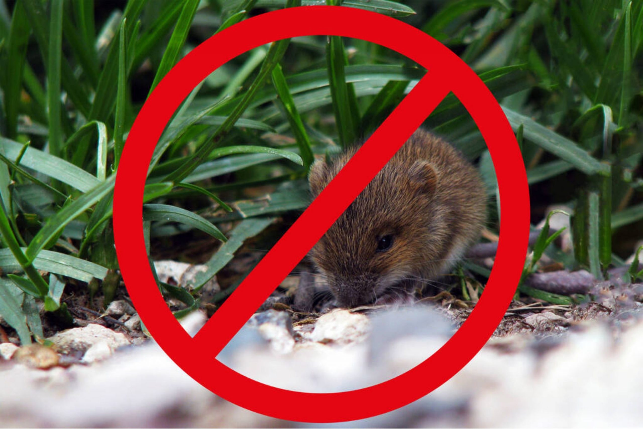What to Do to Keep Rodents Away From Your Mobile Home