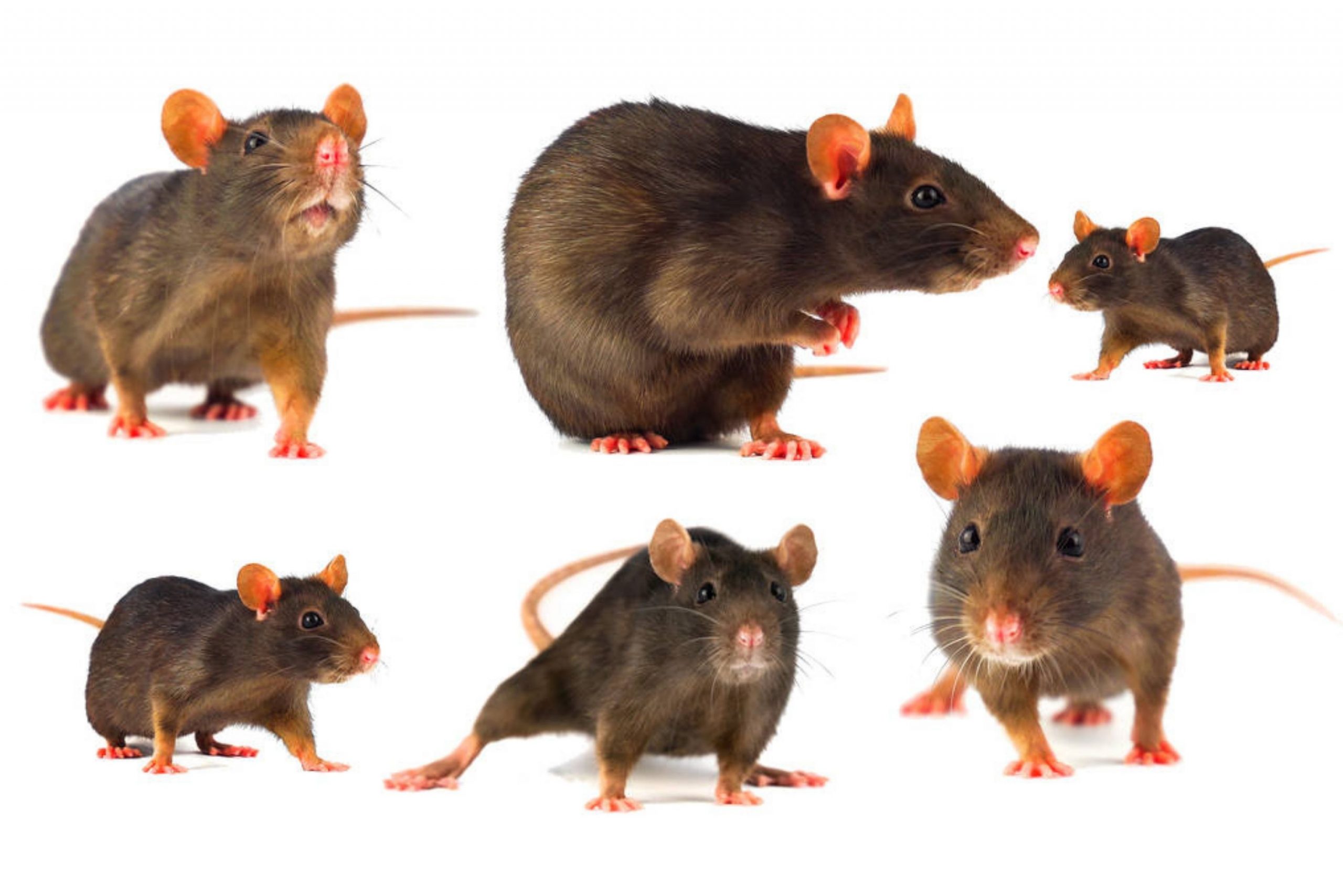 What to Do to get Rid Of Rats Under Your Mobile Home