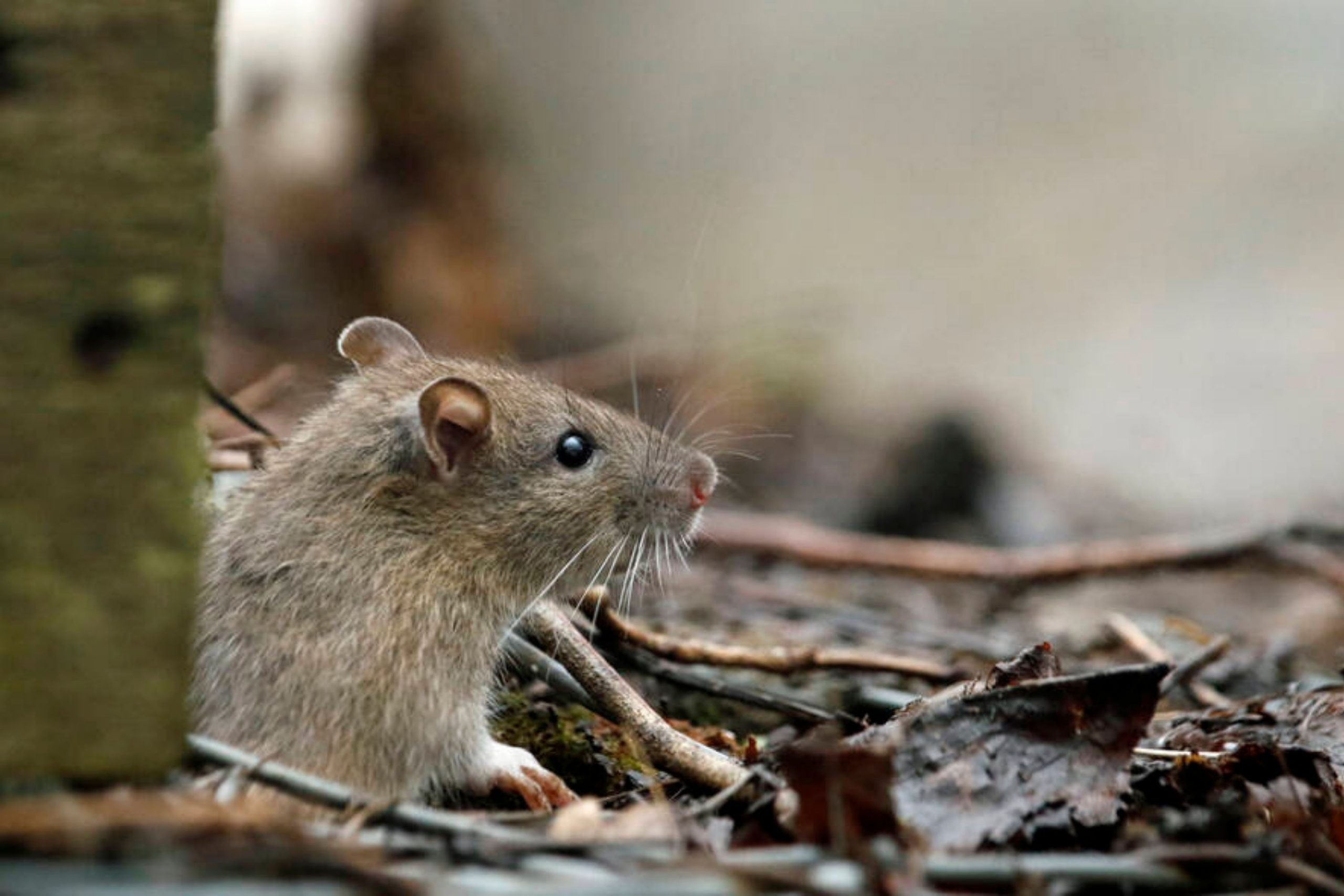 Do Mice Get Indoors If It’s Raining Outside