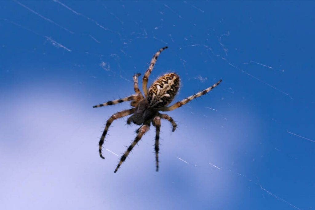 How Do Spiders Get In the House? What Attracts Them? Beezzly