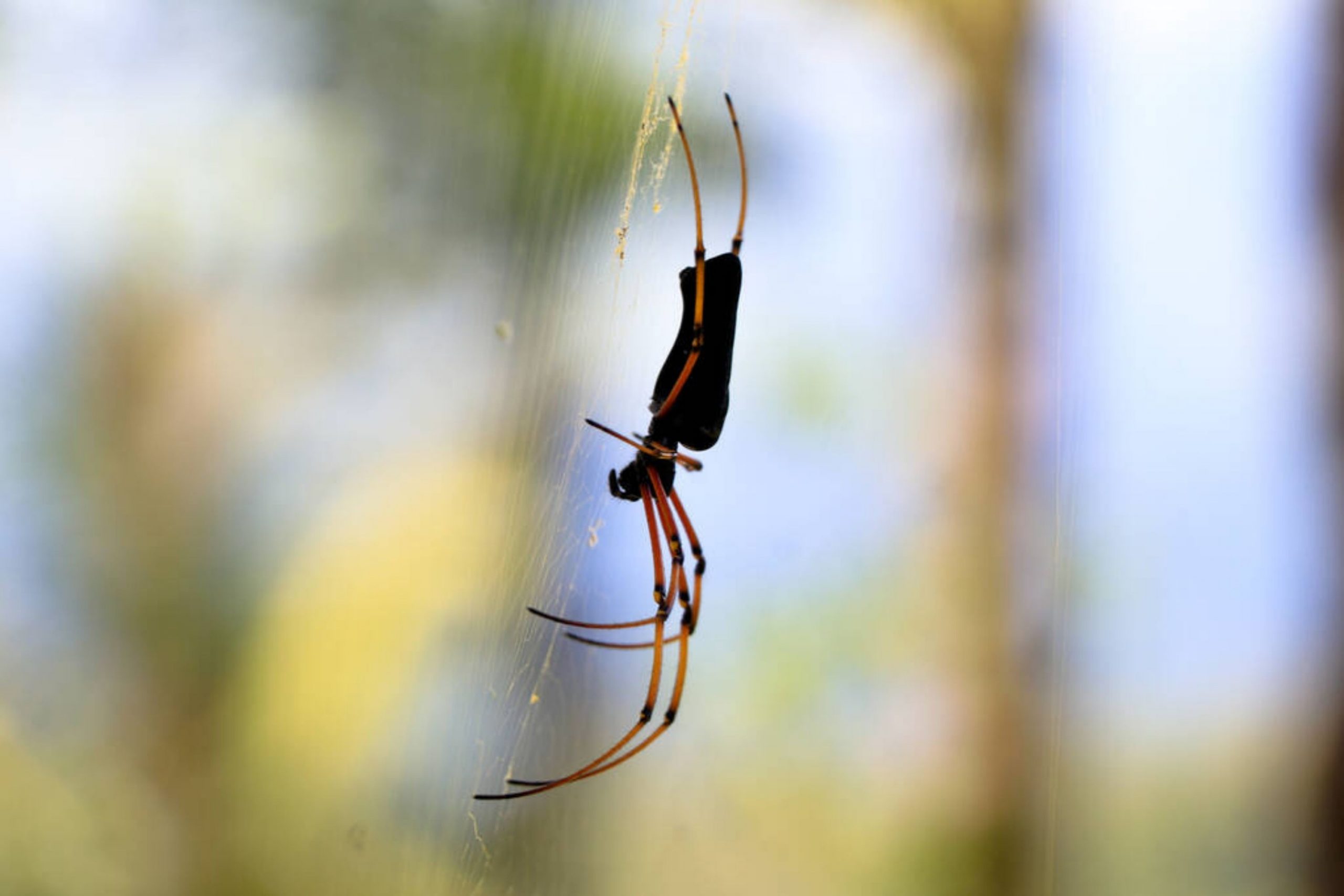 How to Find Spiders In Your Room