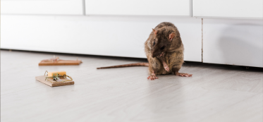 How to Find Where Mice Are Coming Into Your House