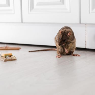 How to Find Where Mice Are Coming Into Your House