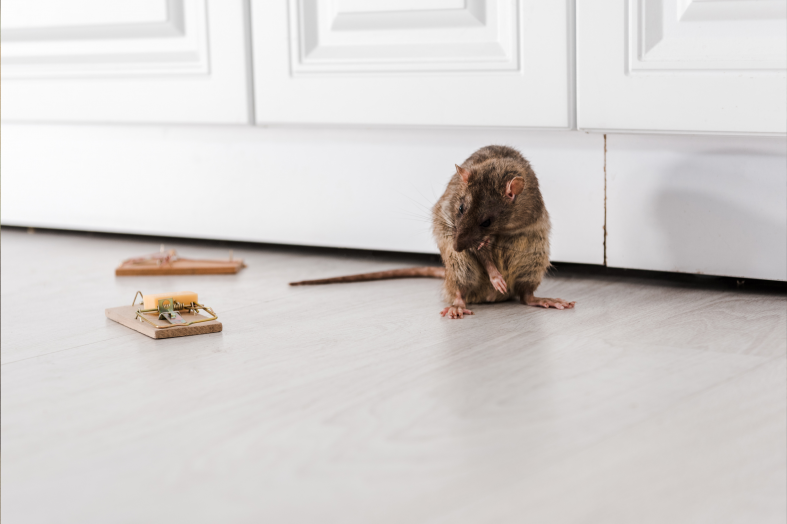 How to Find Where Mice Are Coming Into Your House