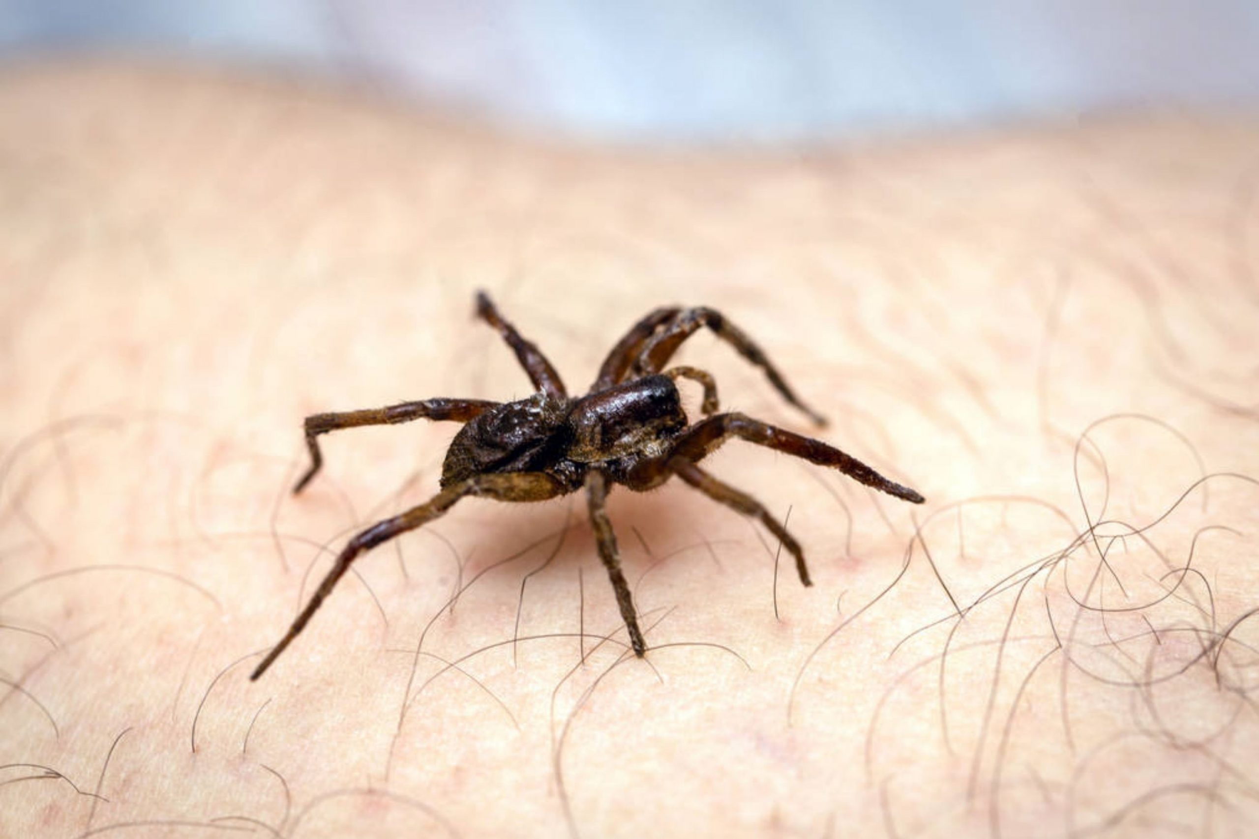 How to Get Rid Of Spiders In Your Home