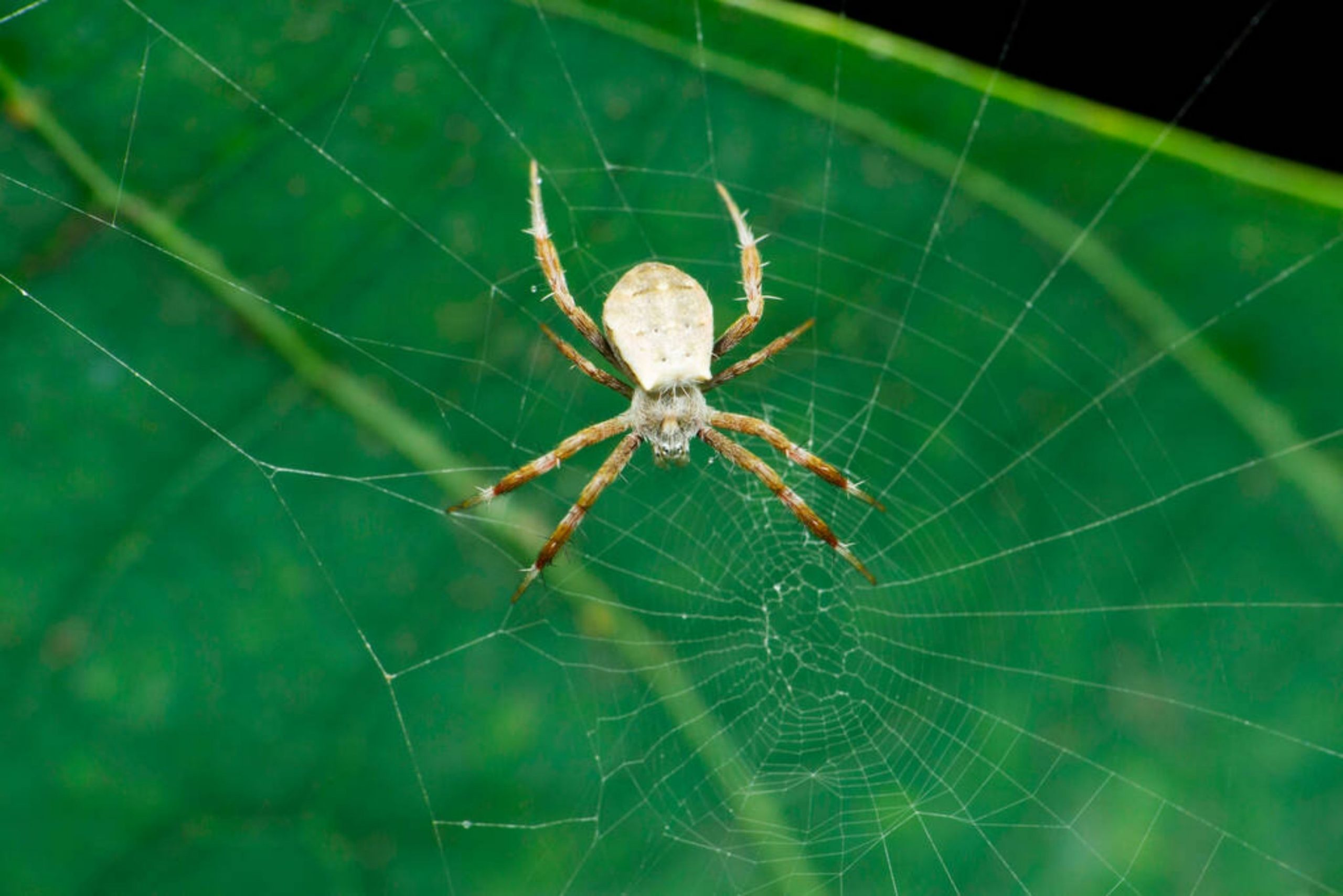 What Are Spiders Attracted To In Your Home