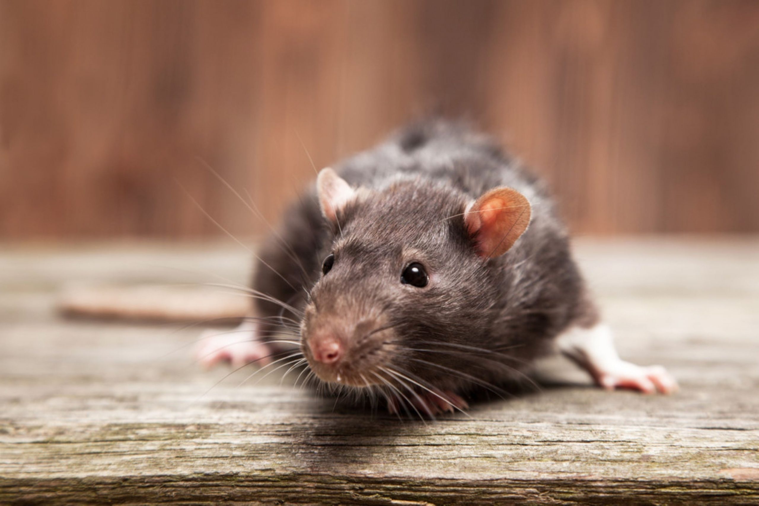 What Can Be Done to Get Rid Of Mice In Your House