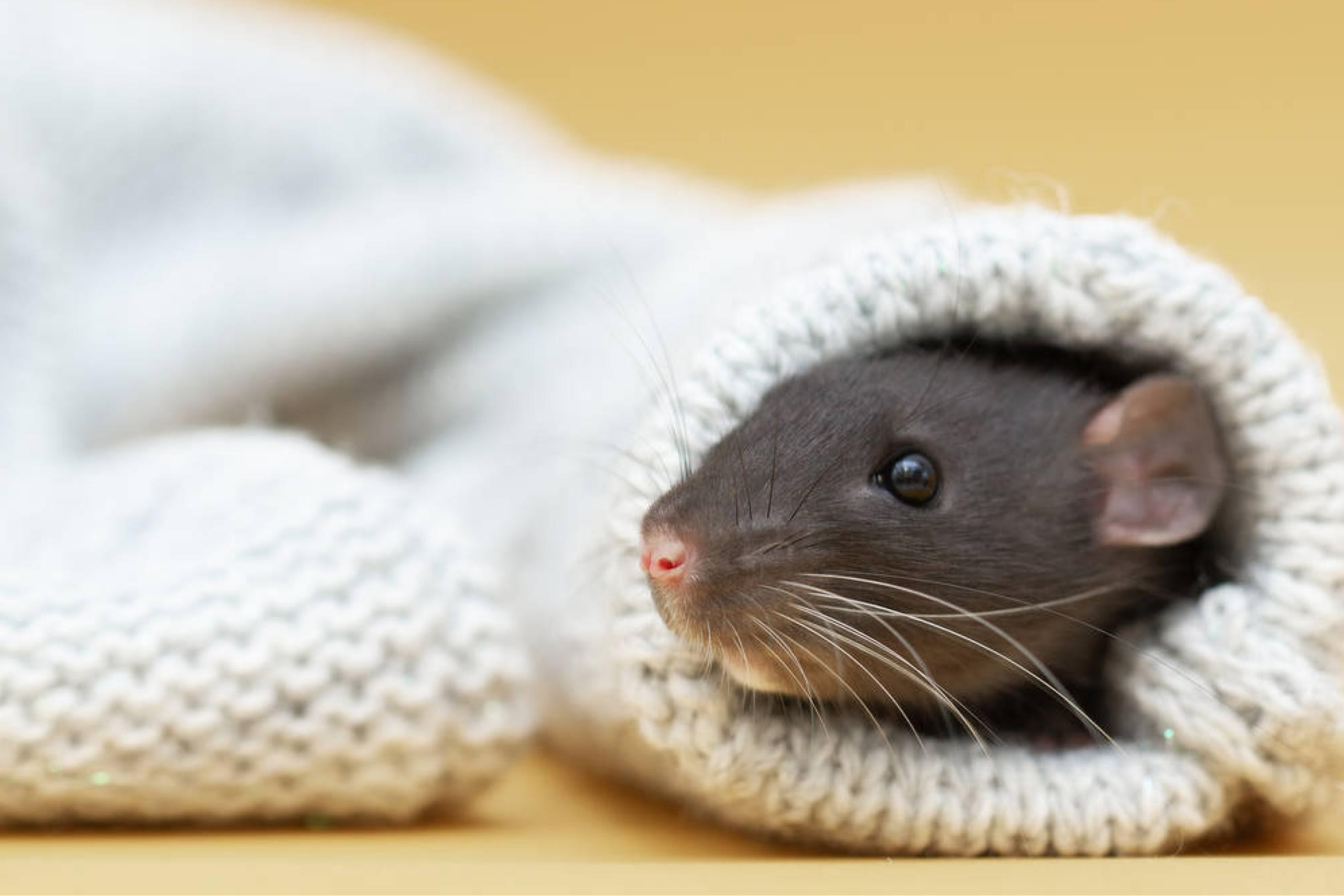 What Damage Can Mice Cause to Our Homes