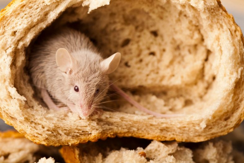 Do Mice Get In All Houses at Thomas Joseph blog