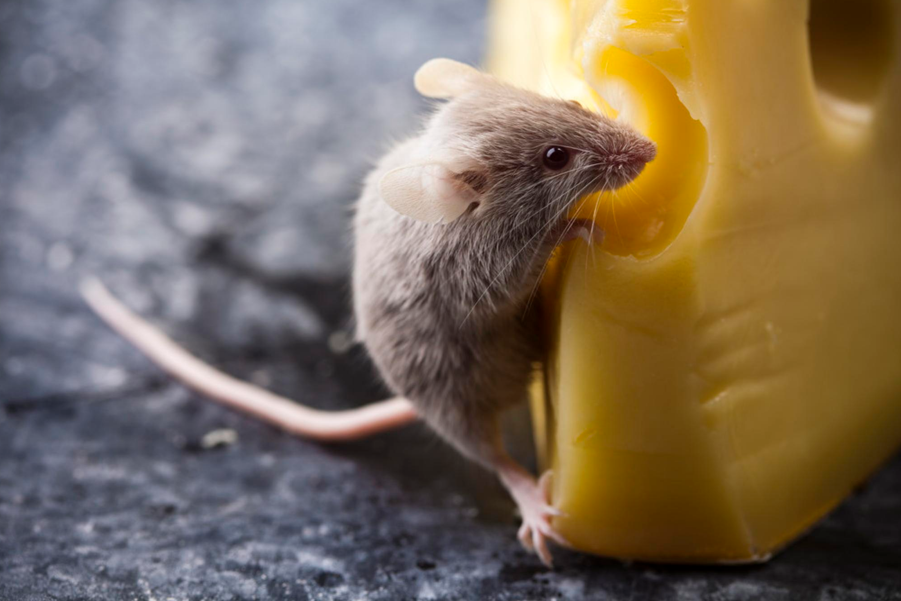 Why Is It So Difficult To Get Rid Of Mice In Your Household