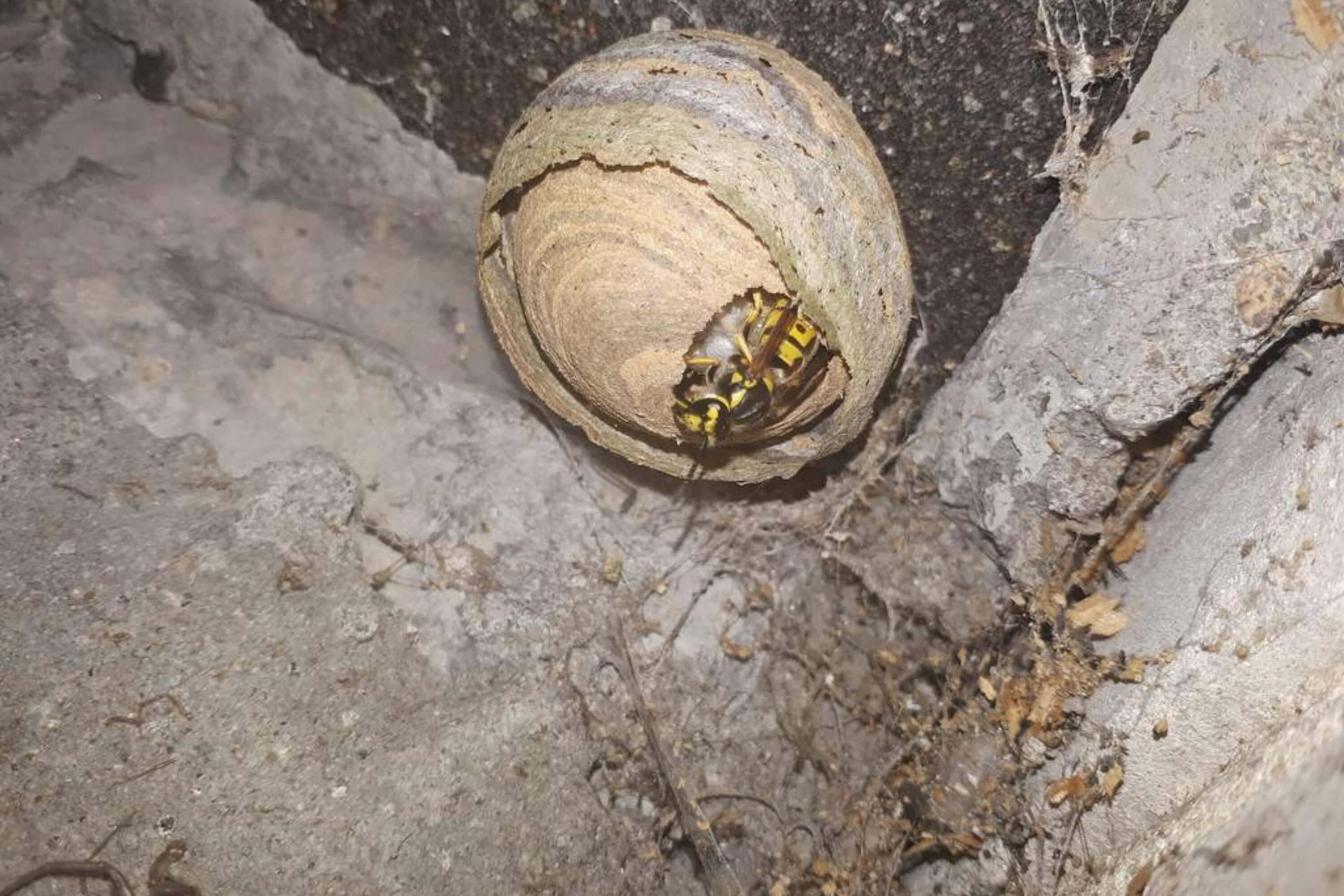 How Long Does It Take For a Wasp to Die In a House?