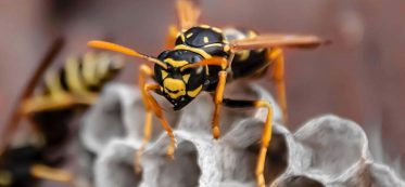 How Long Does It Take For a Wasp to Die In a House
