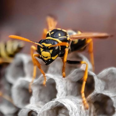 How Long Does It Take For a Wasp to Die In a House