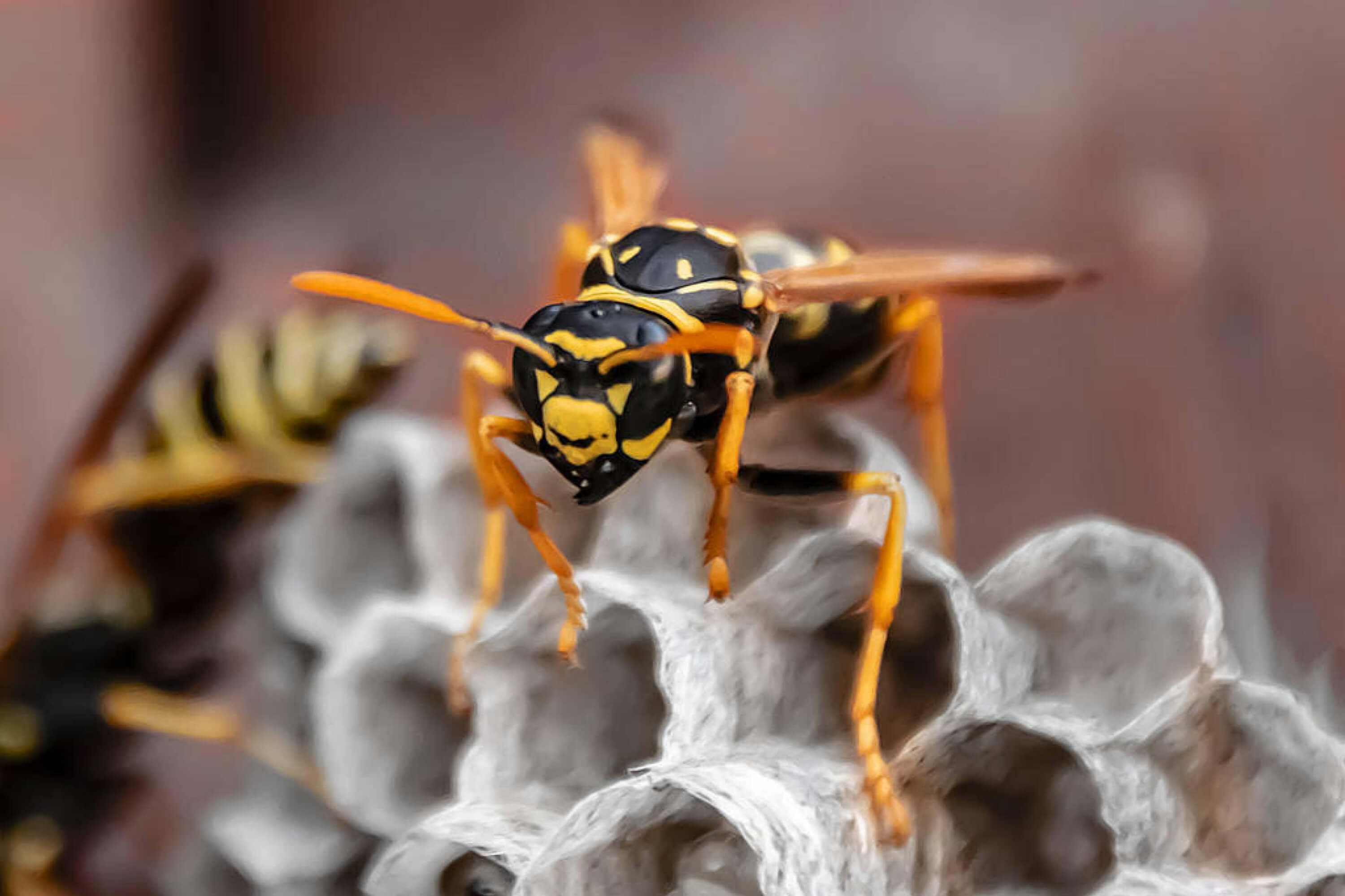 How Long Does It Take For a Wasp to Die In a House? - Beezzly