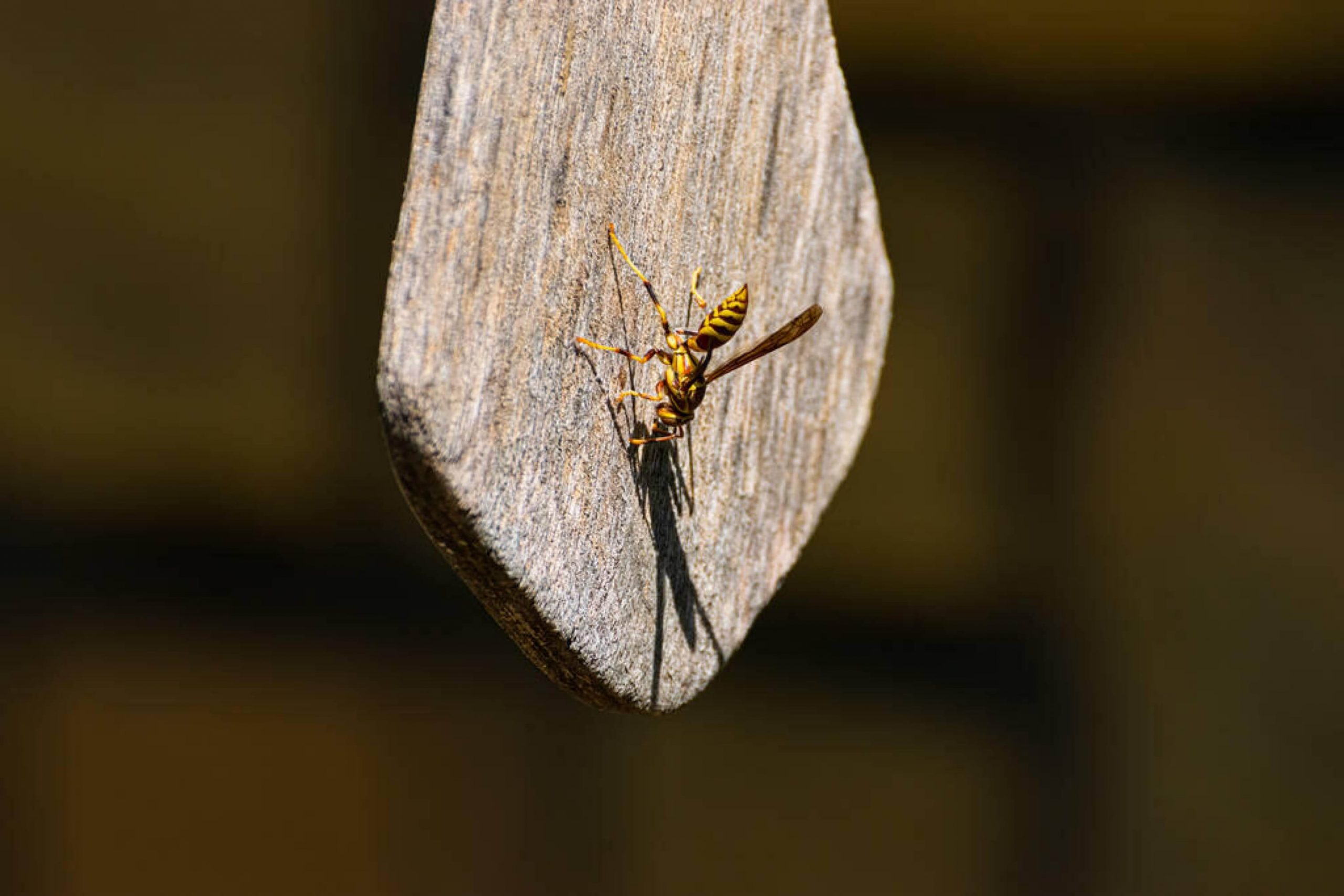 How to Get a Wasp Out Of Your House If It Gets There