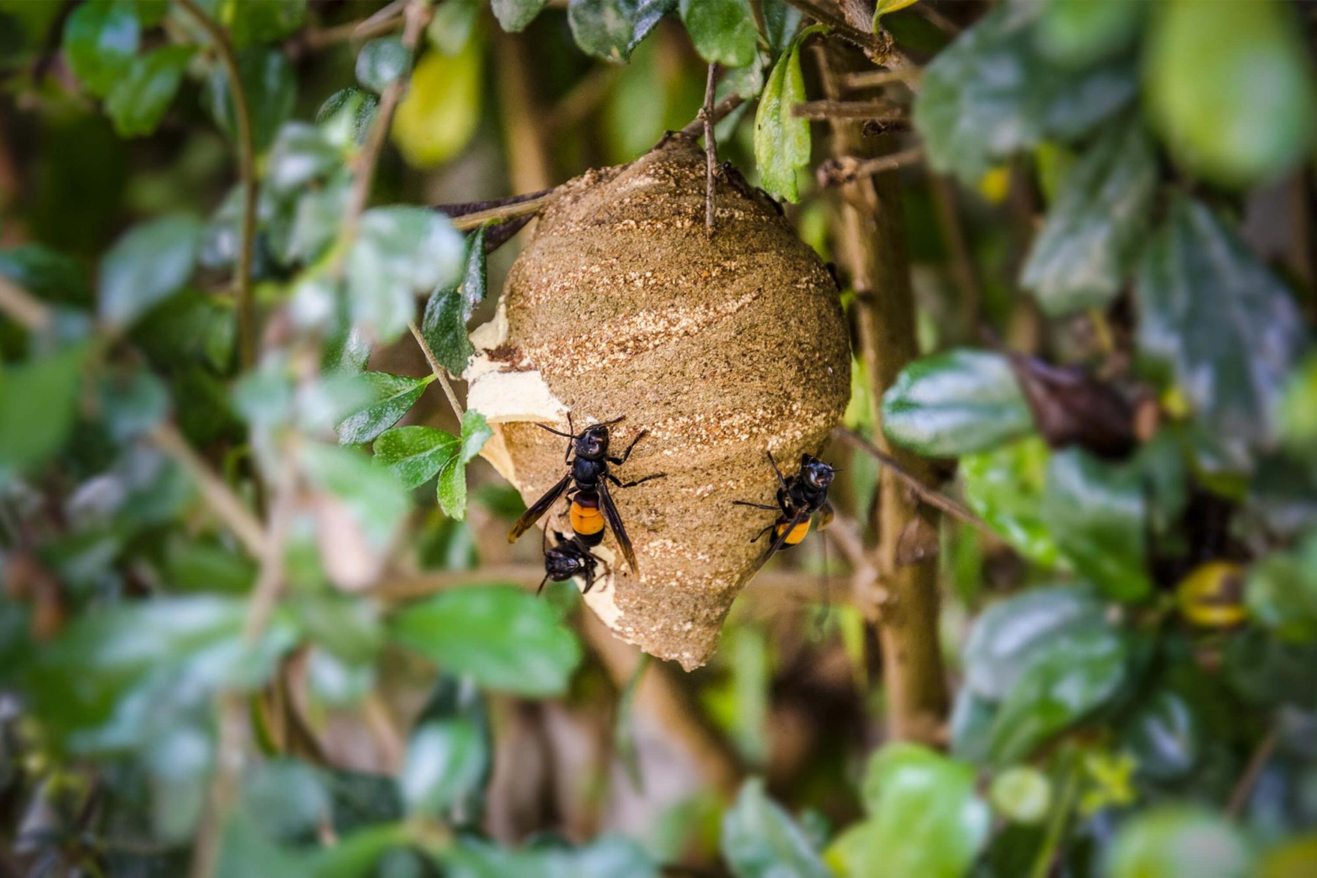 What Stages Does a Wasp Life Cycle Consist Of