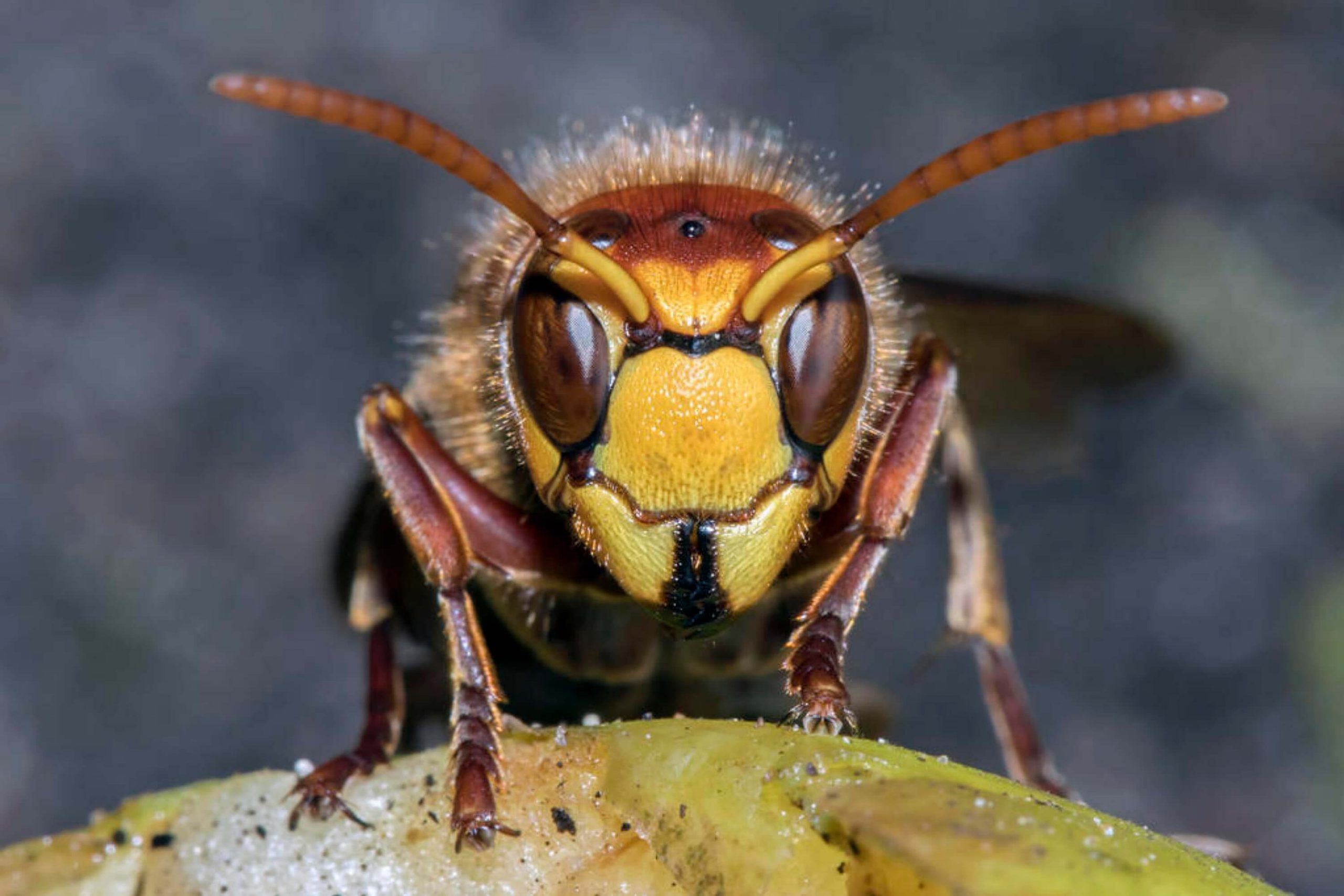 What Wasp Treatment to Use to Keep These Insects Away From Your House