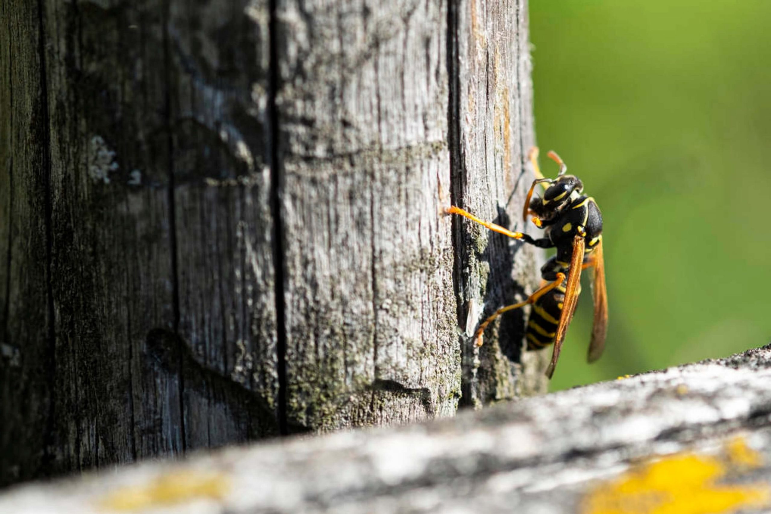 When to See a Doctor If a Wasp Stings You