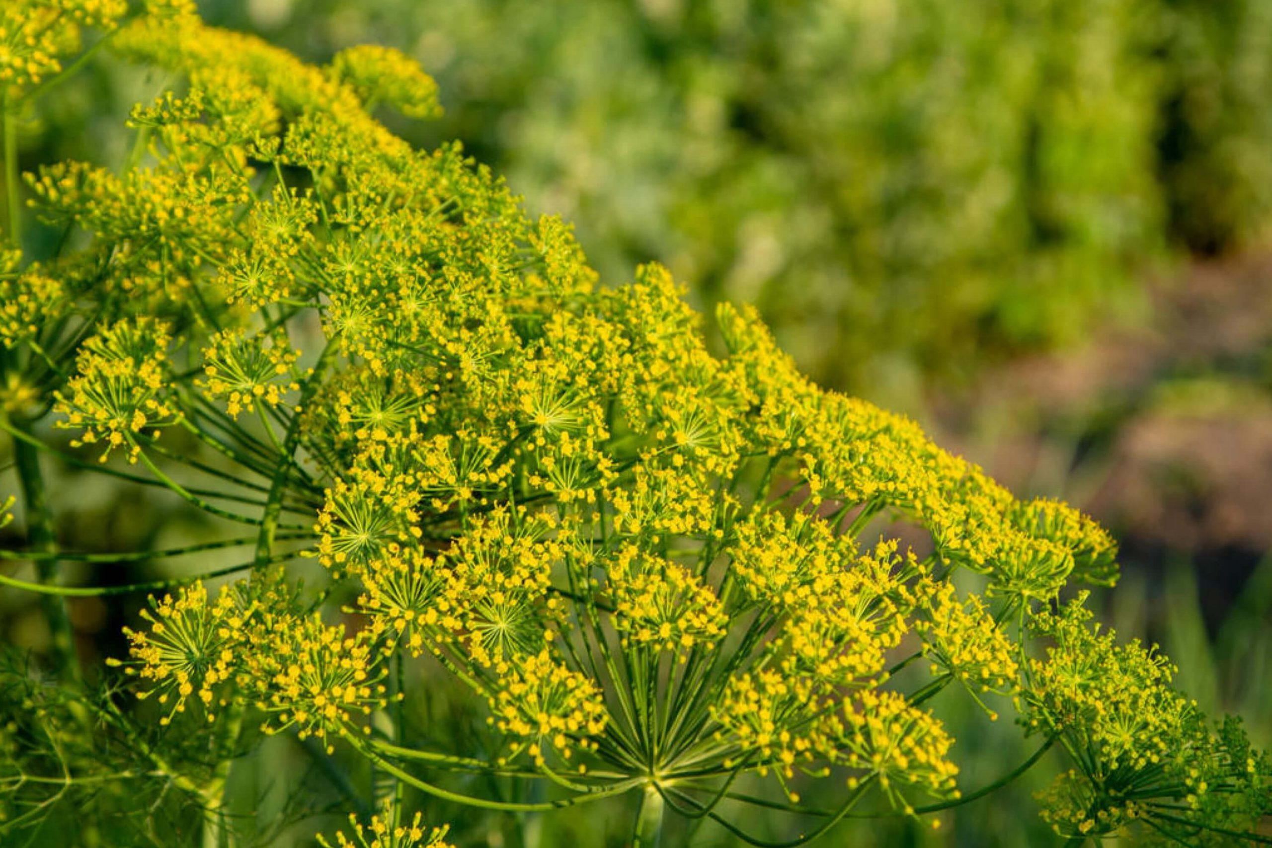 How to Clean Pollen Off Other Surfaces In Your Property