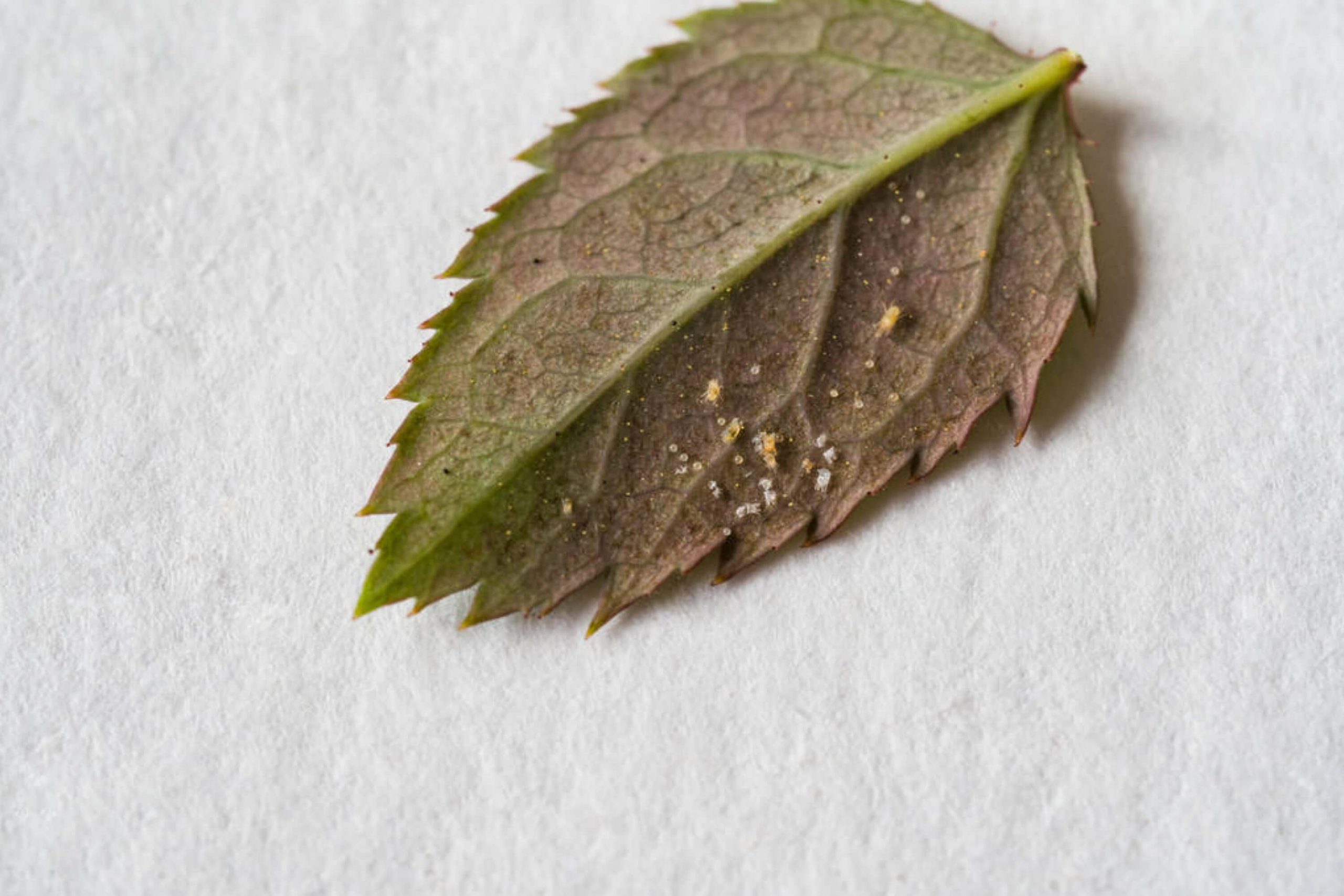 How to Get Rid Of Spider Mites When You Spot Them On Early Stages