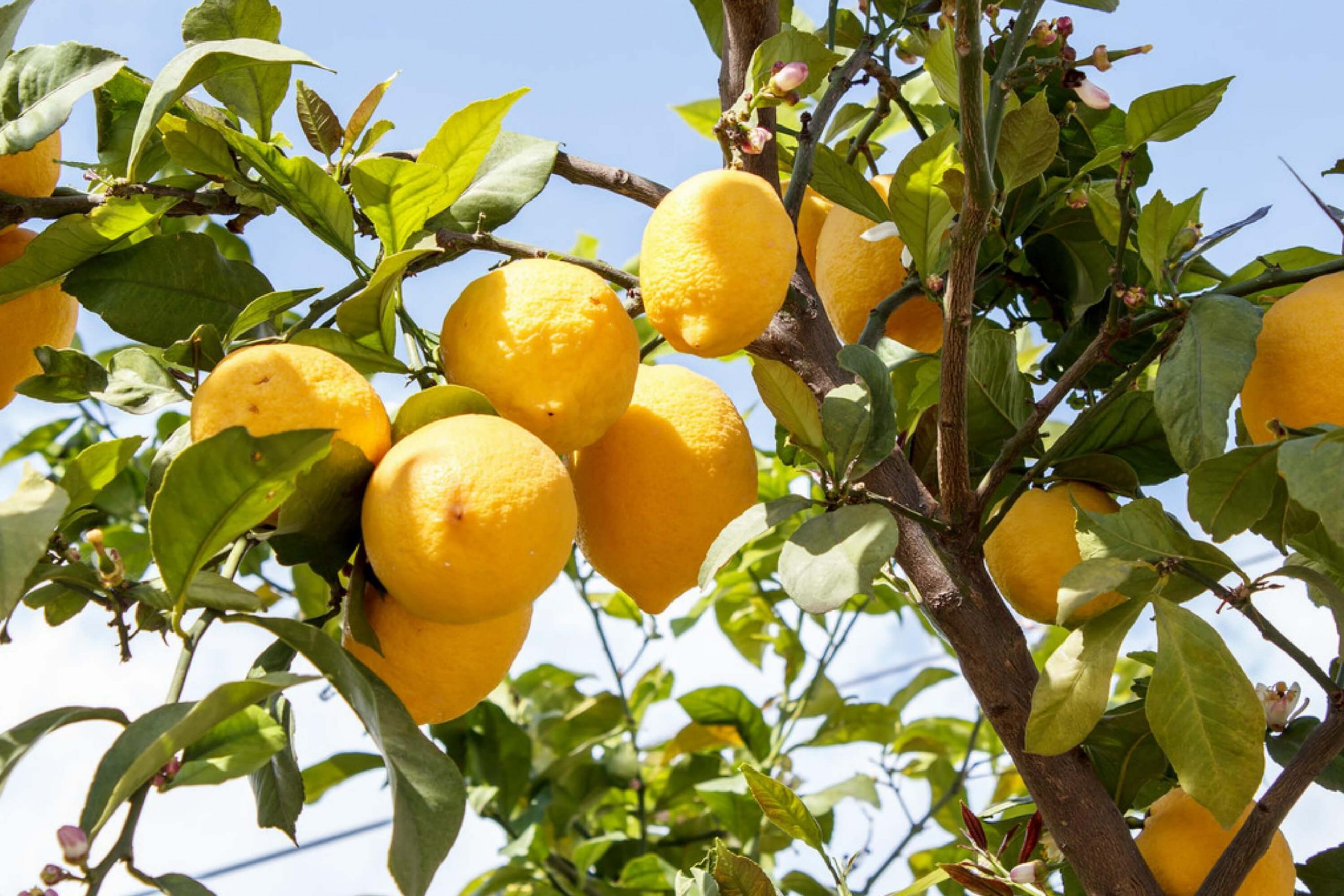 Lemon And Water