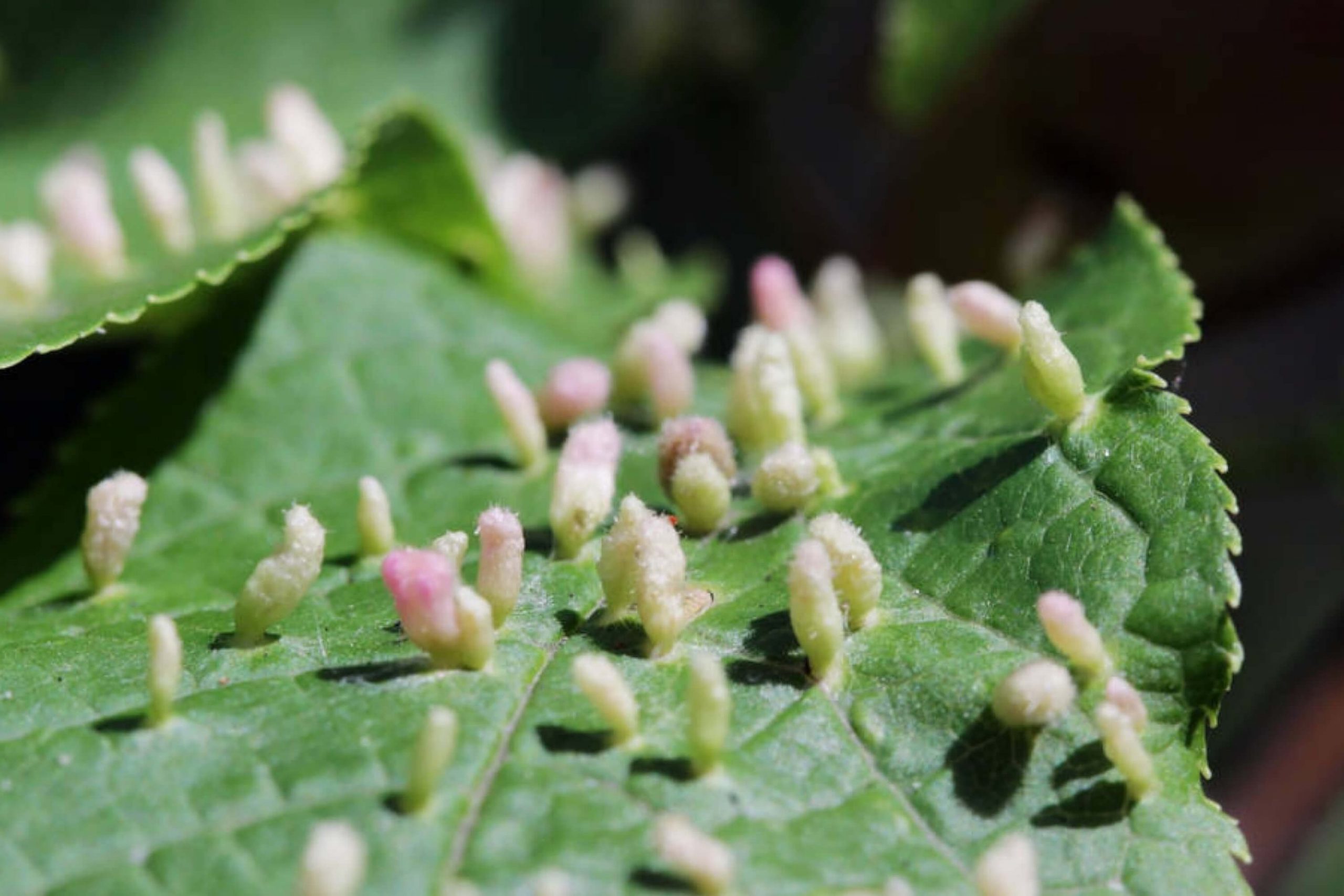 Quarantine Infected Plants