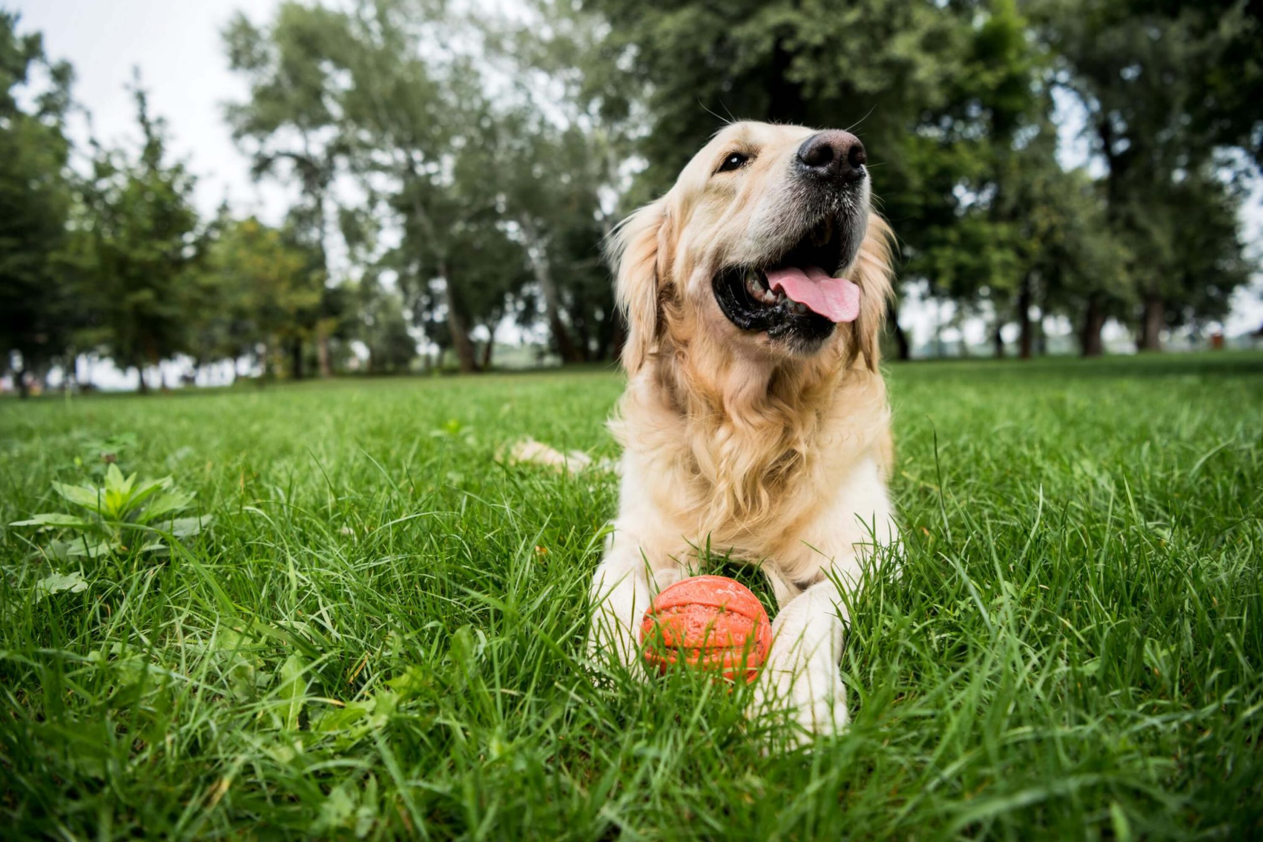 Training therapy dogs