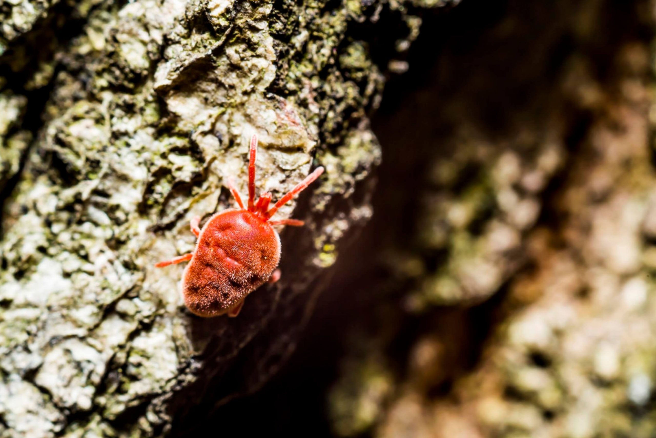 What Draws Spider Mites to Your Homes And Gardens