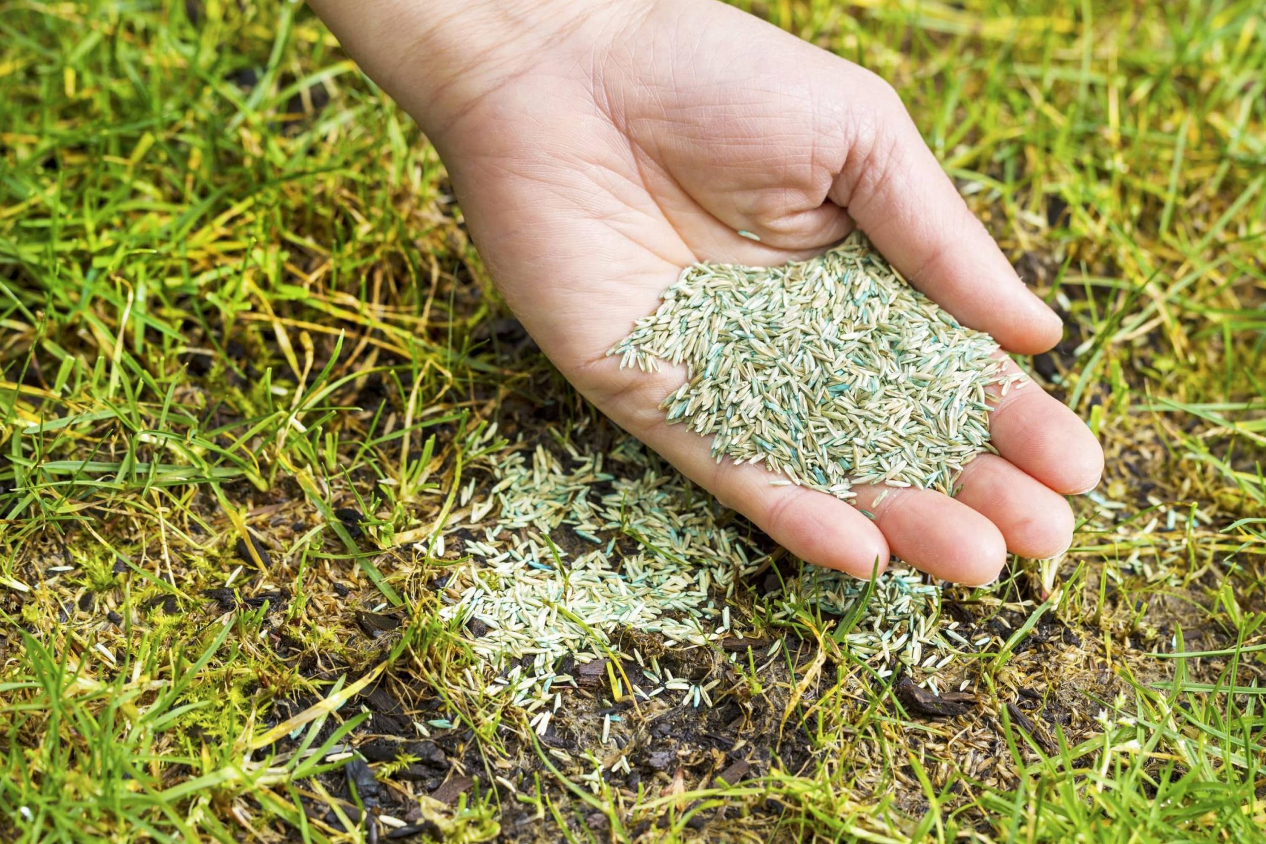 How Long Is It Allowed to Store Dry Grass Seeds Before Planting Them