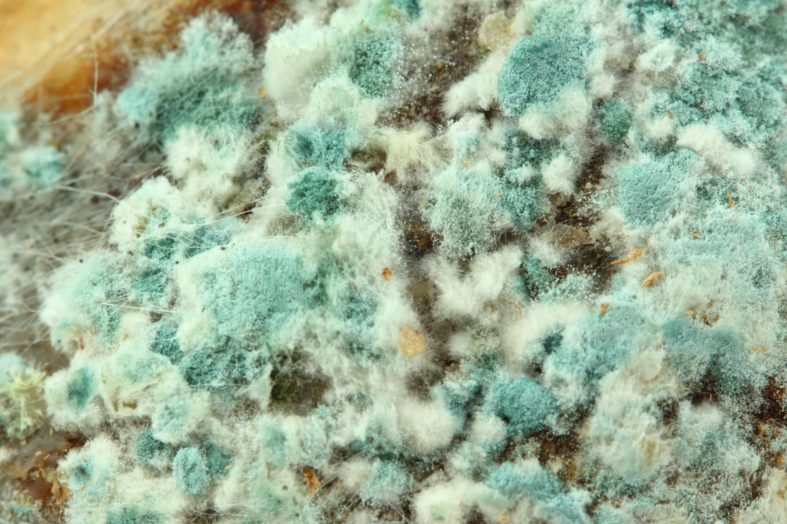 How to Prevent Mold In Your