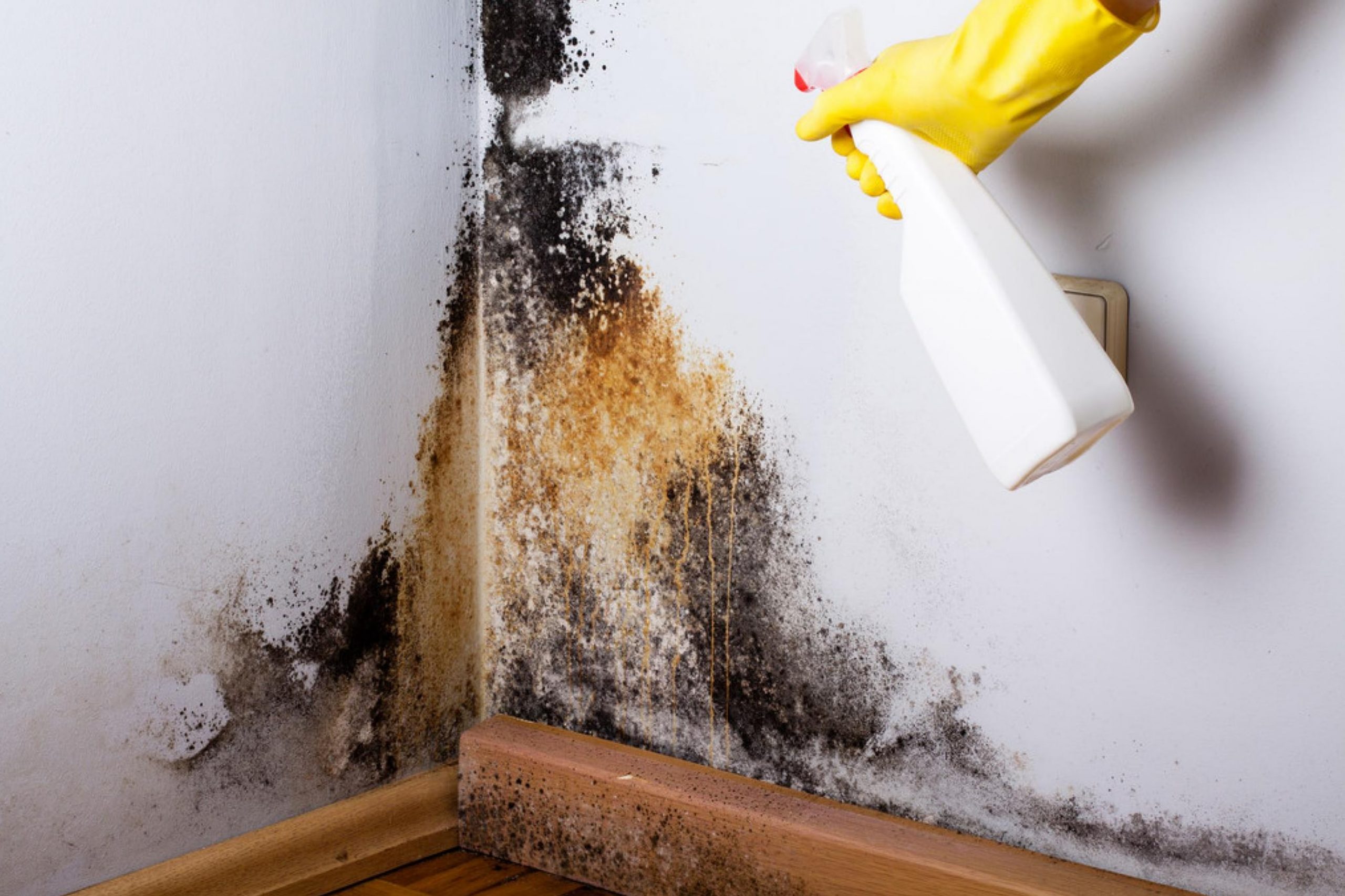 What Can Help You Prevent Mold In Your Closet