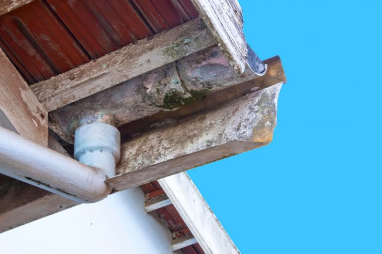 When Is It Best to Walk Away From a House With Mold