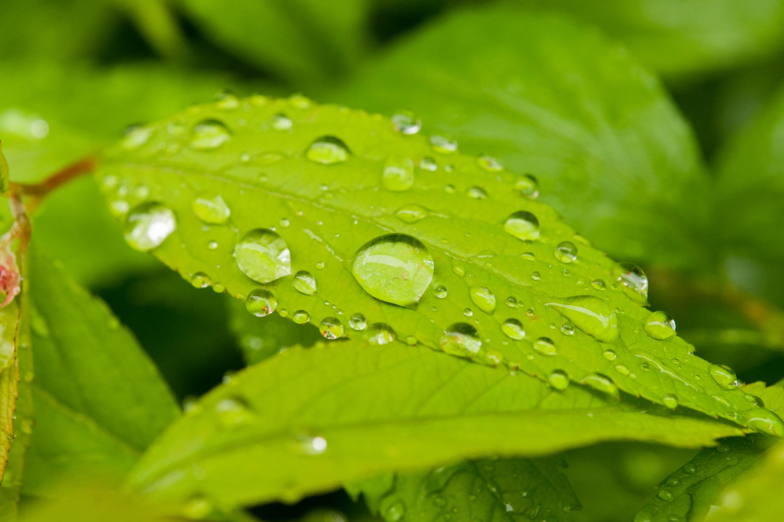 Clean the Soap Solution From the Leaves