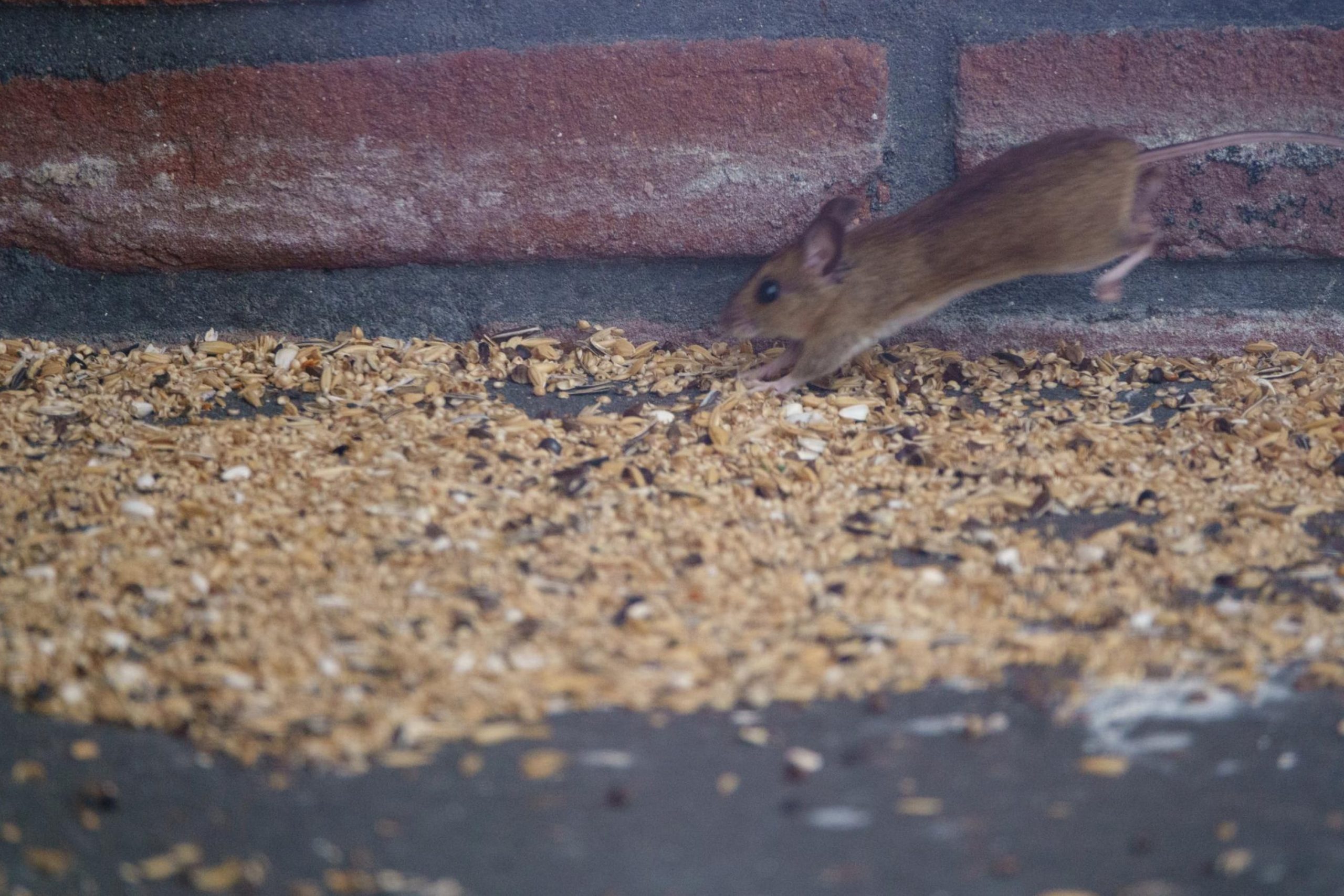 Keep Mice Away from the Grill With Natural Repellent