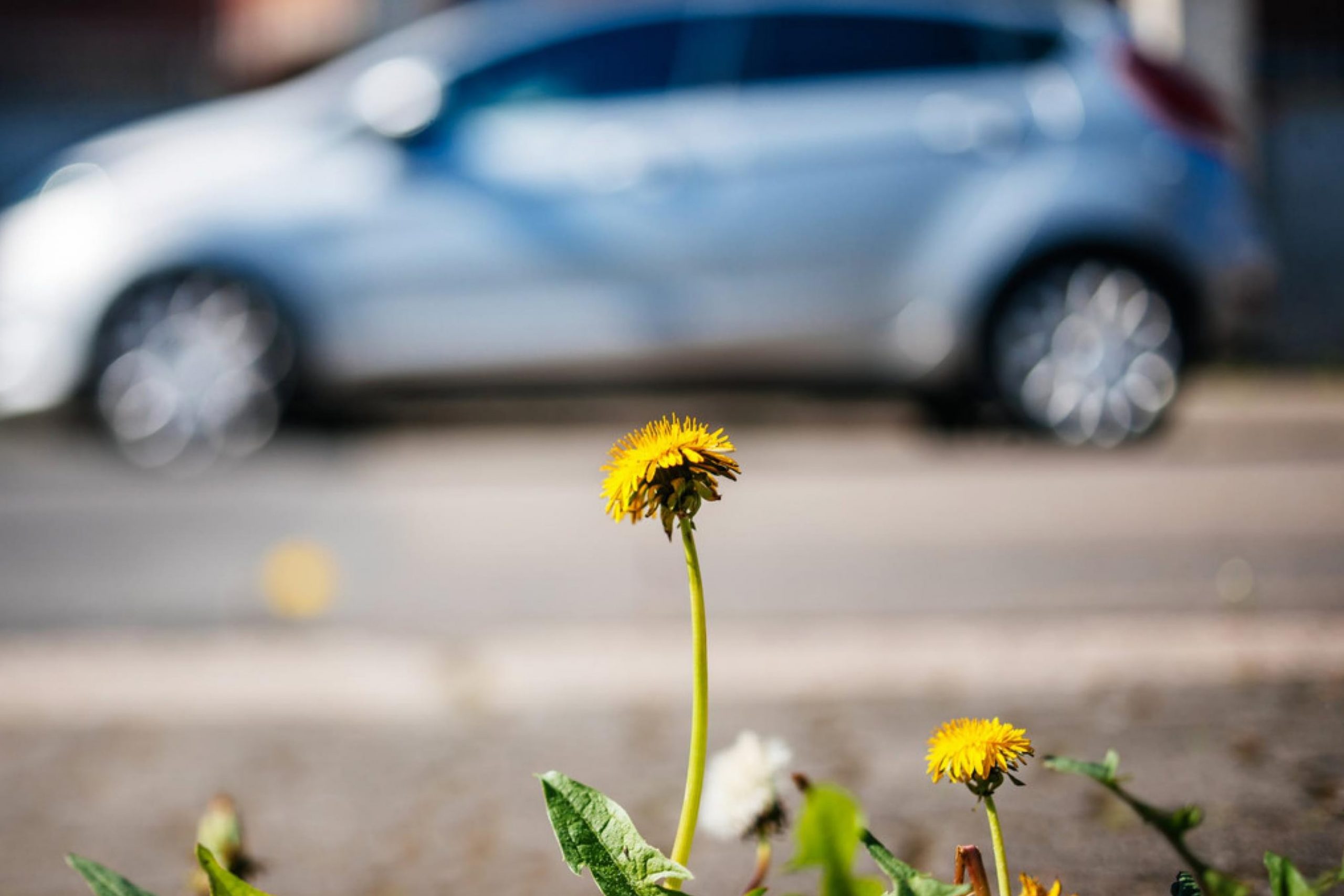 Why should you think about protecting the lawn from other people's cars