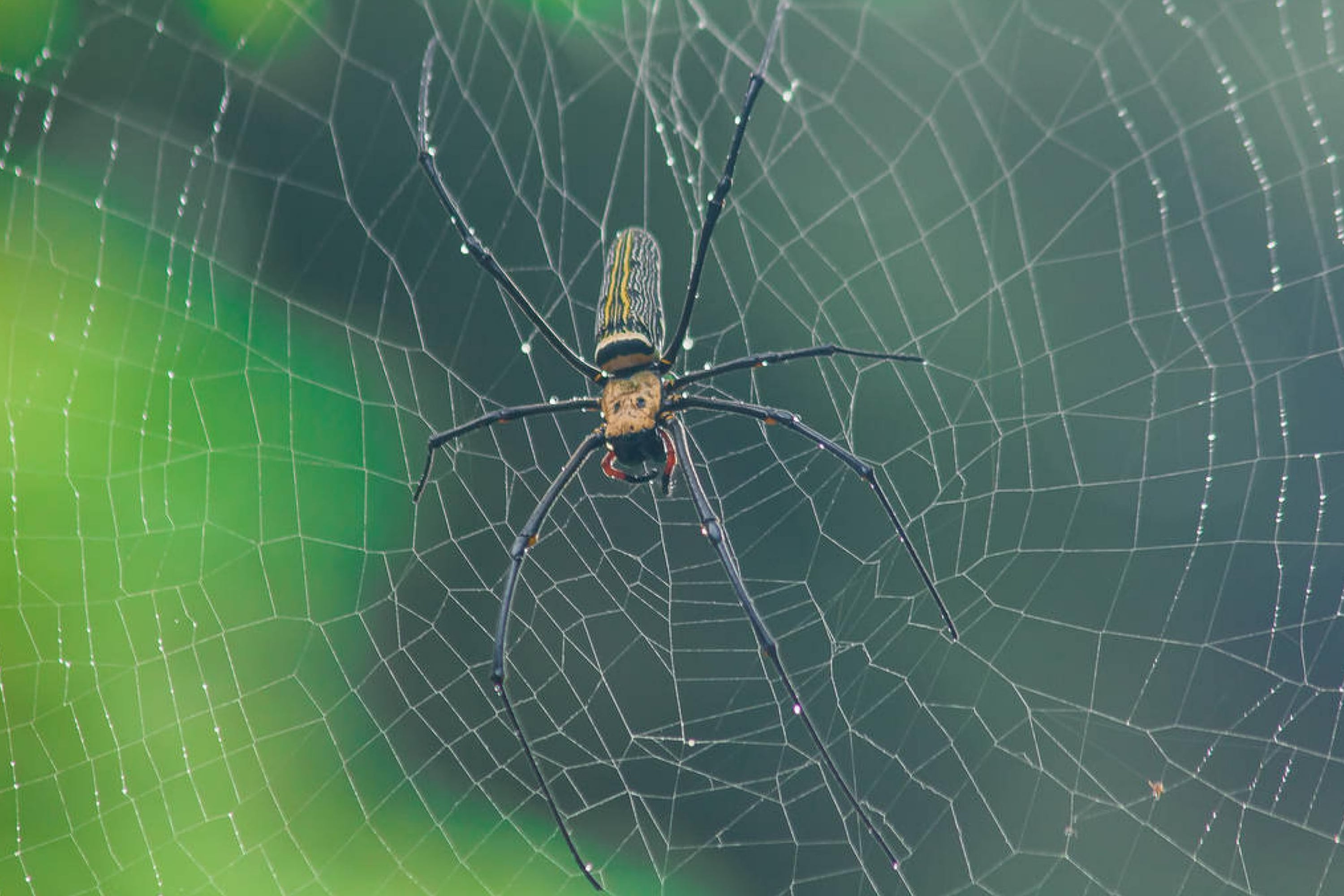 Alternative Ways to Prevent Spider Webs On Your Porch