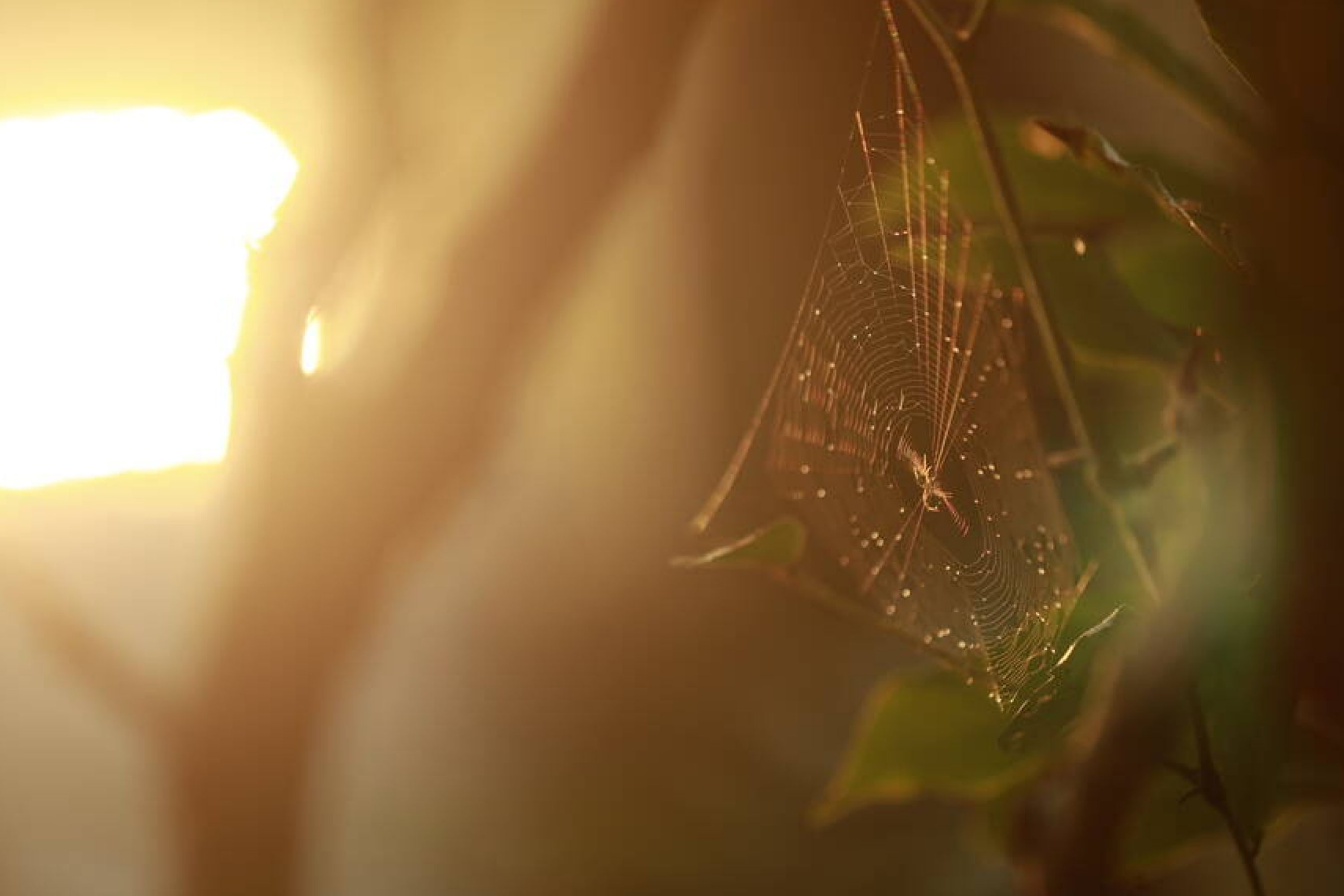 How to Keep Spiders Off Your Porch? Quick Guide Beezzly