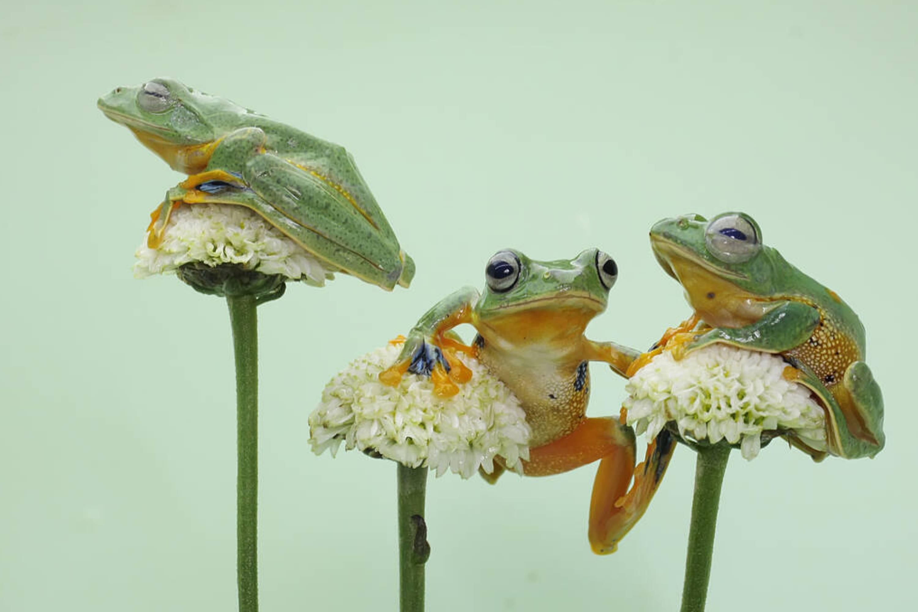 Get Rid of Everything That Attracts Frogs