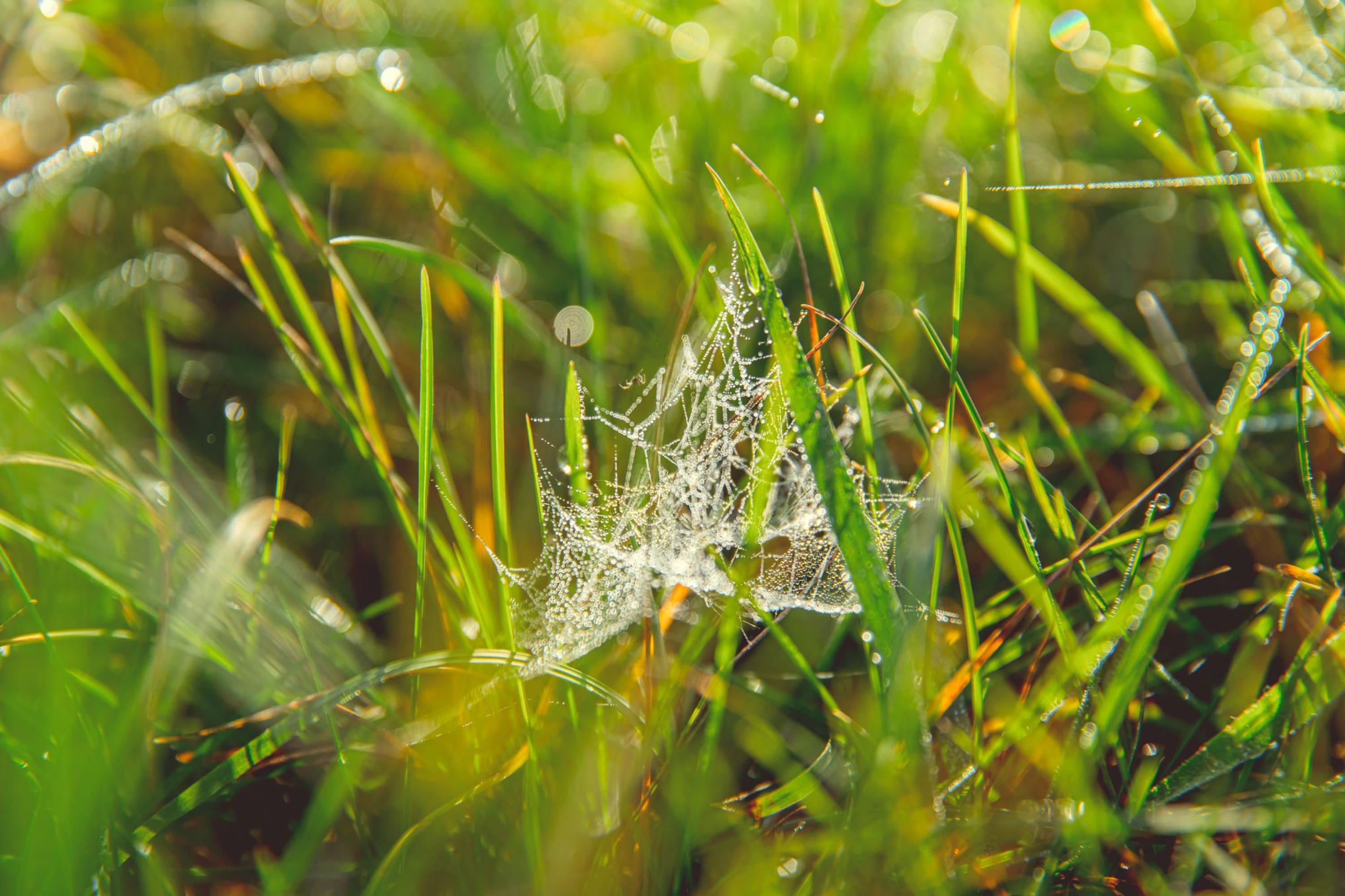 Grass Spider